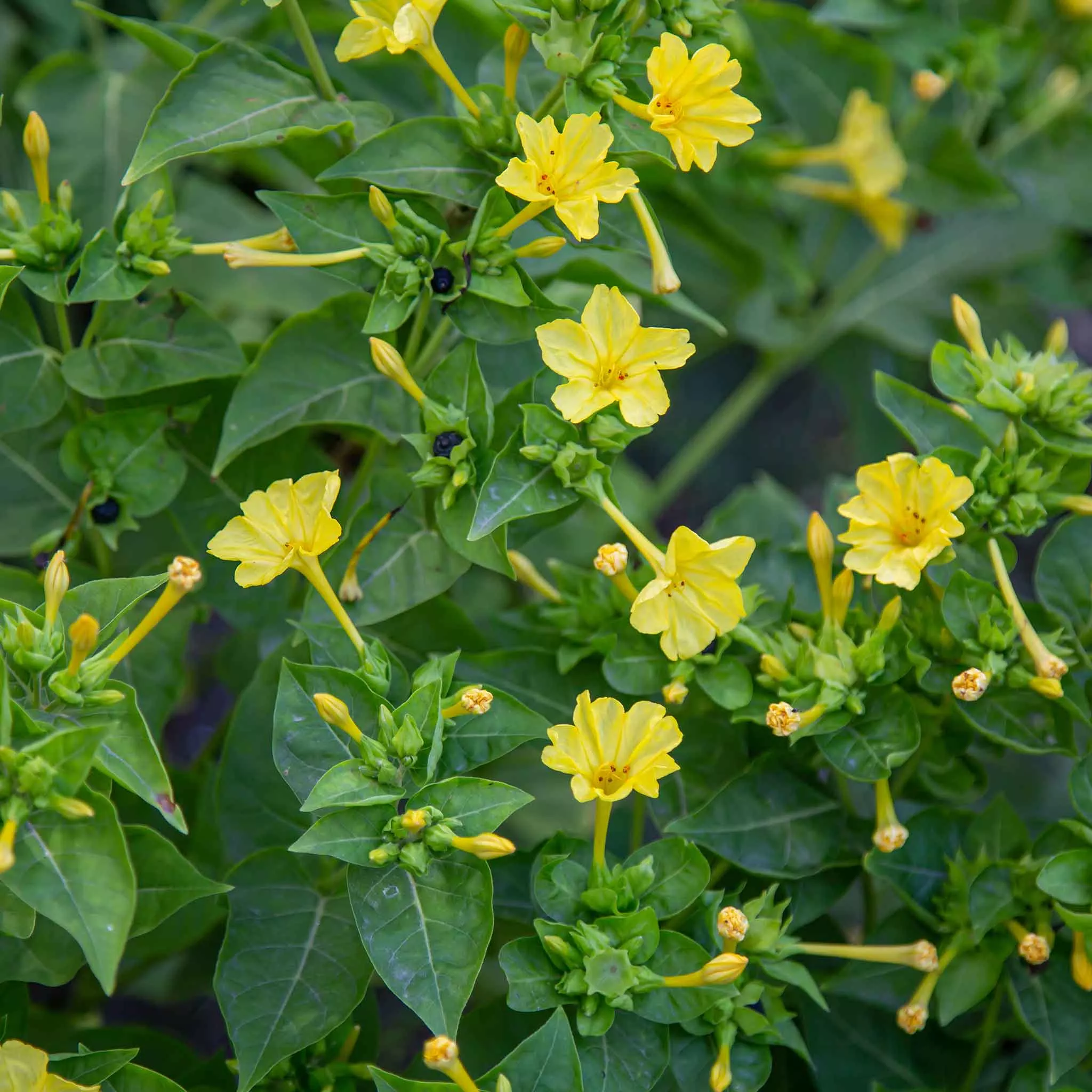 bulk-four-o-clock-seeds-yellow Bulk Four O'Clock Seeds - Yellow