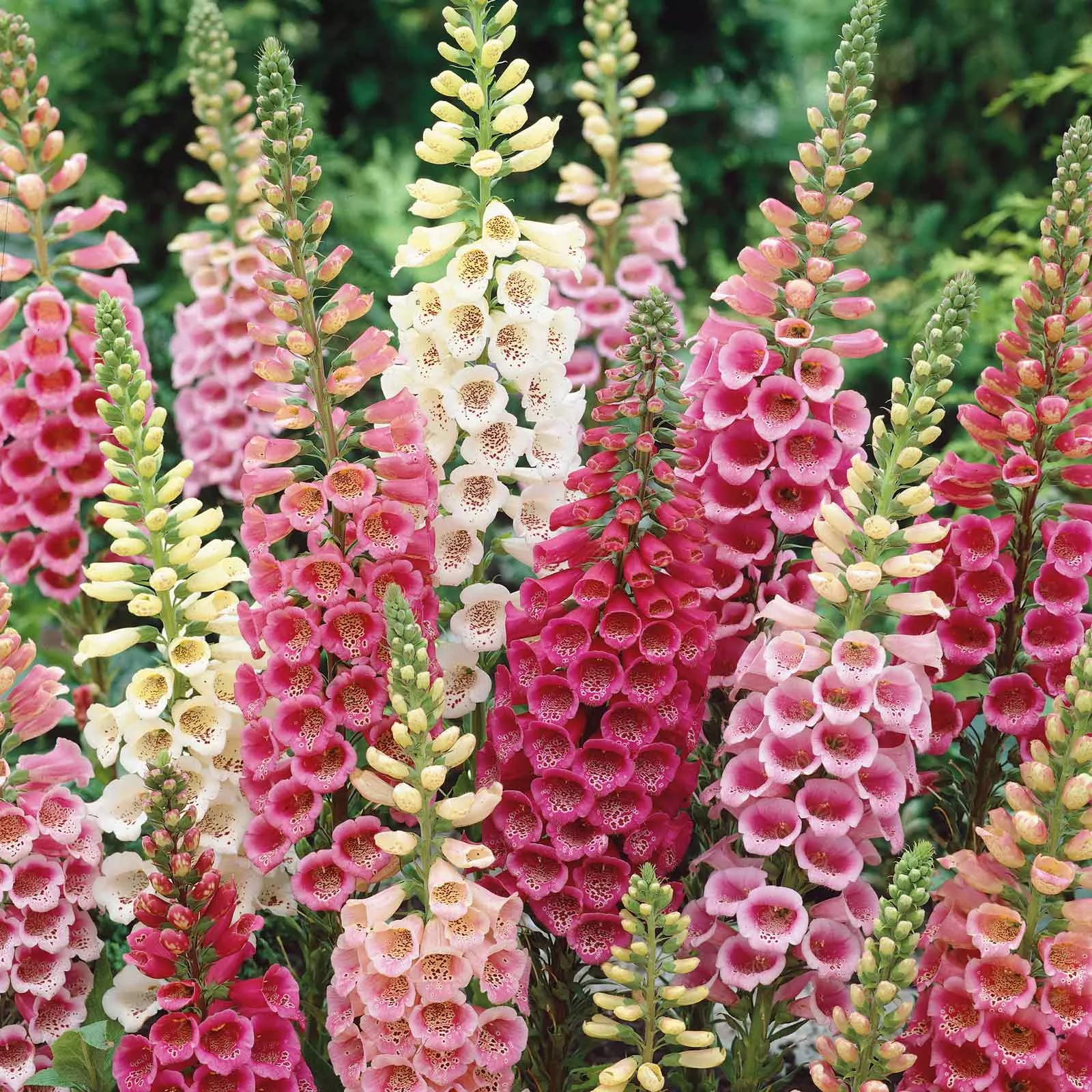 bulk-foxglove-seeds-excelsior-mix Bulk Foxglove Seeds - Excelsior Mix