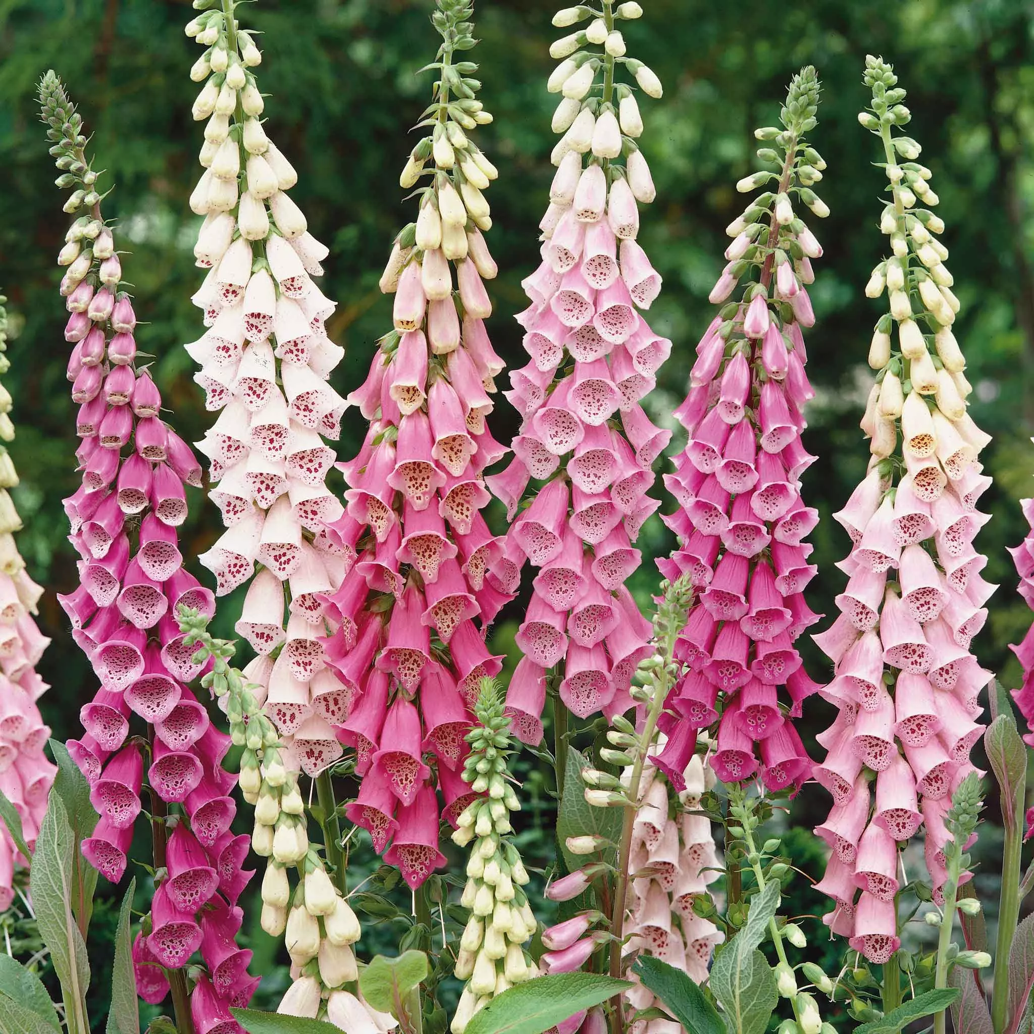 bulk-foxglove-seeds-gloxiniaeflora-mix Bulk Foxglove Seeds - Gloxiniaeflora Mix