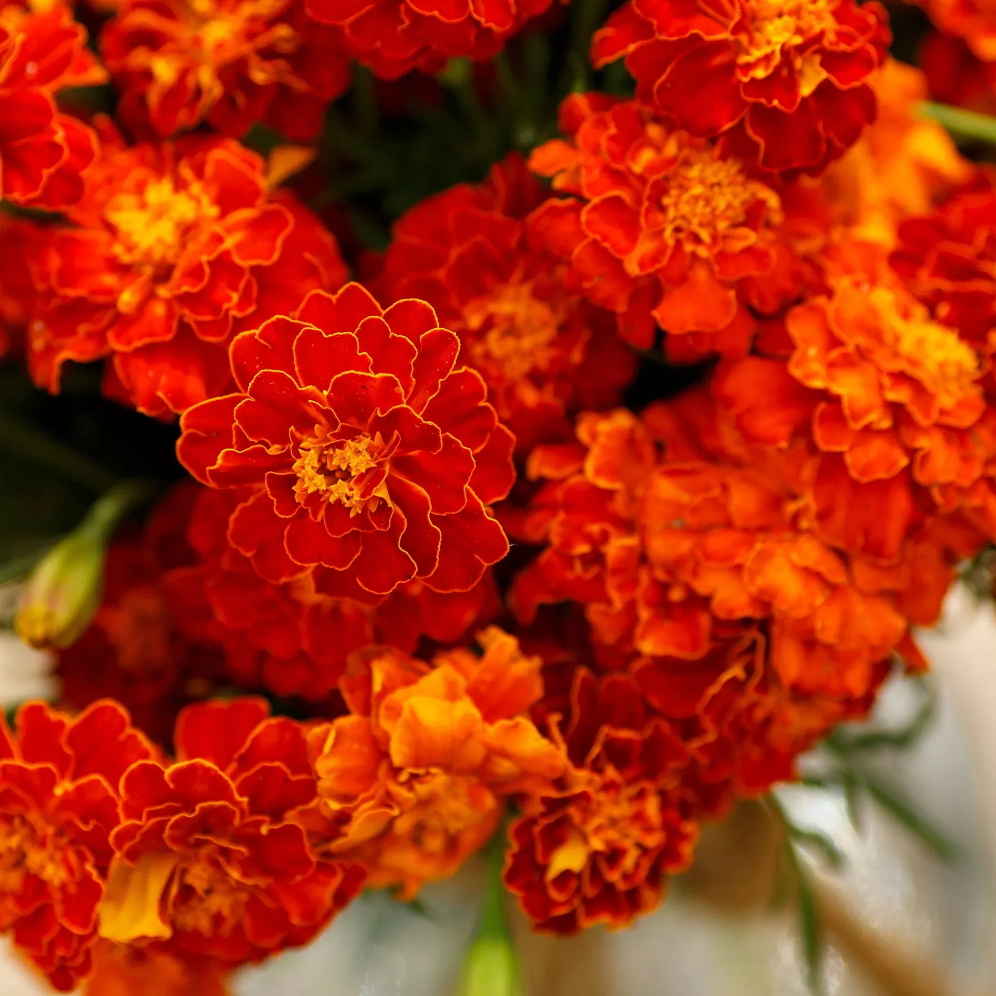 Bulk French Marigold Seeds - Red Cherry