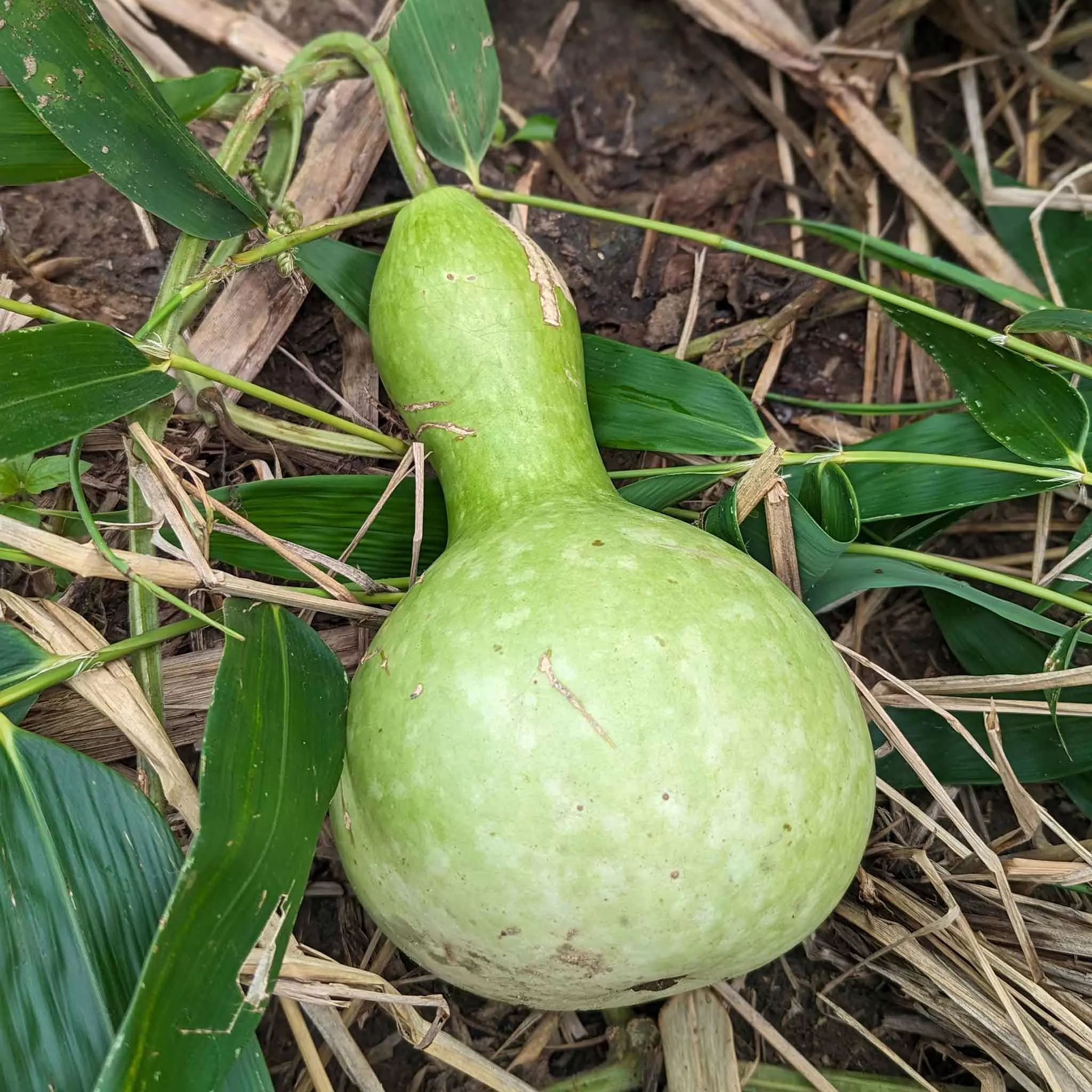 Bulk Gourd Seeds - Birdhouse/Bottle