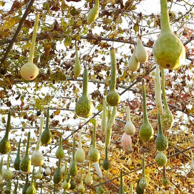 Bulk Gourd Seeds - Dipper