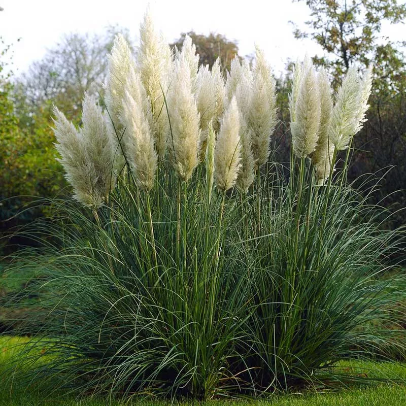 bulk-grass-seeds-pampas-plume-white Bulk Grass Seeds - Pampas Plume White