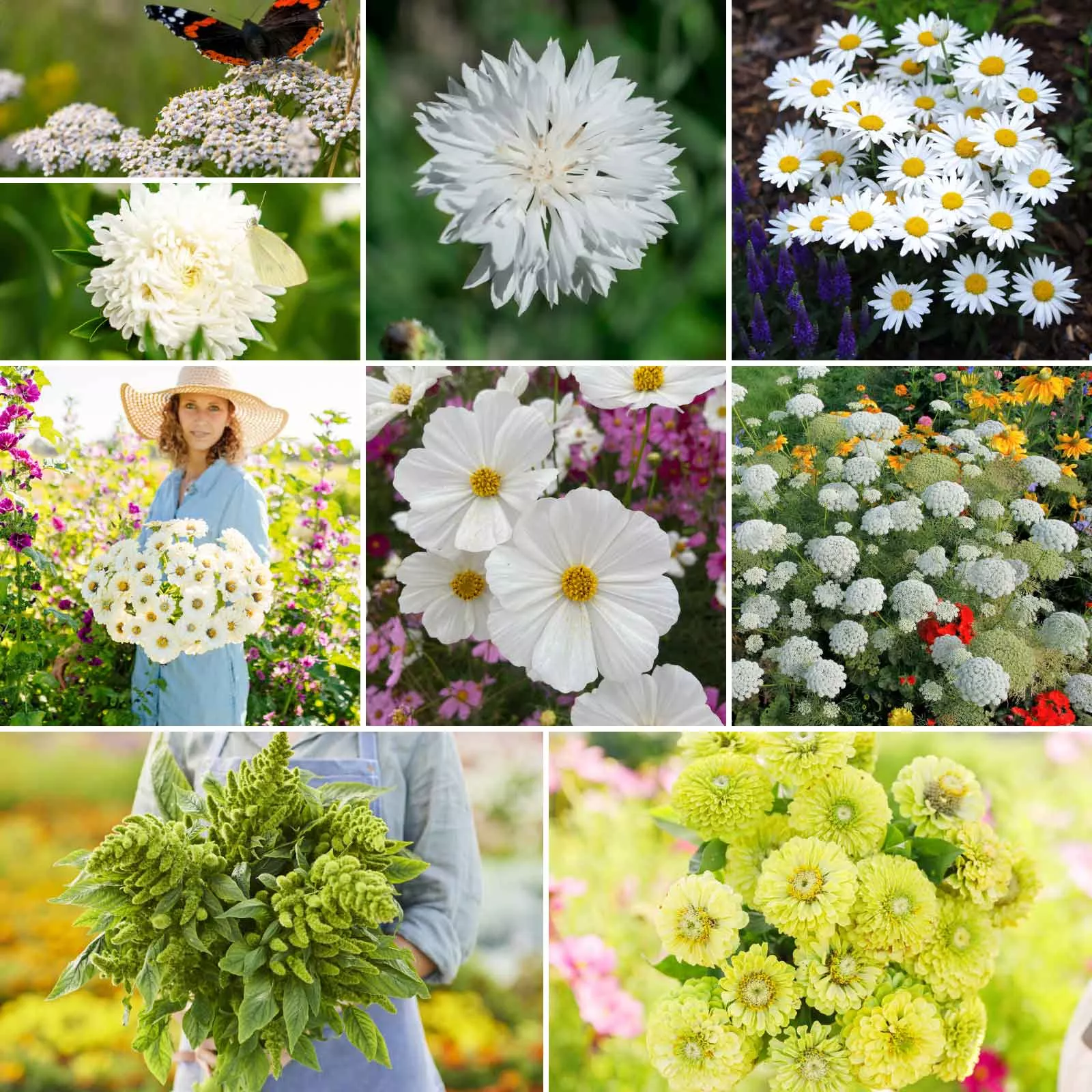 bulk-green-with-envy-flower-seed-mix Bulk Green with Envy Flower Seed Mix