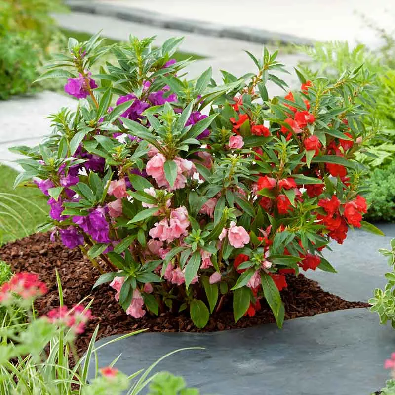 bulk-impatiens-seeds-bush-mixed Bulk Impatiens Seeds - Bush Mixed