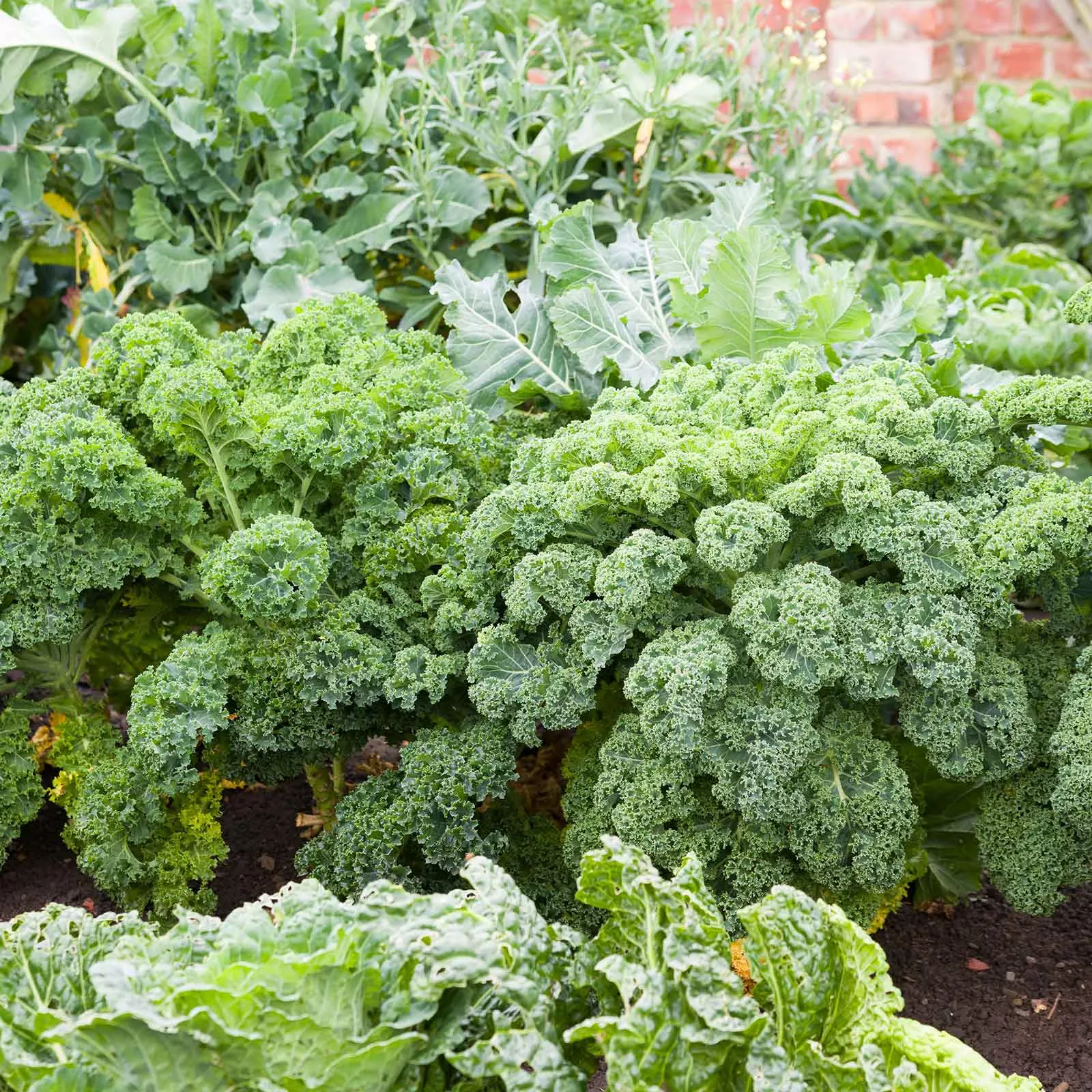 Bulk Kale Seeds - Blue Curled Scotch / Vates