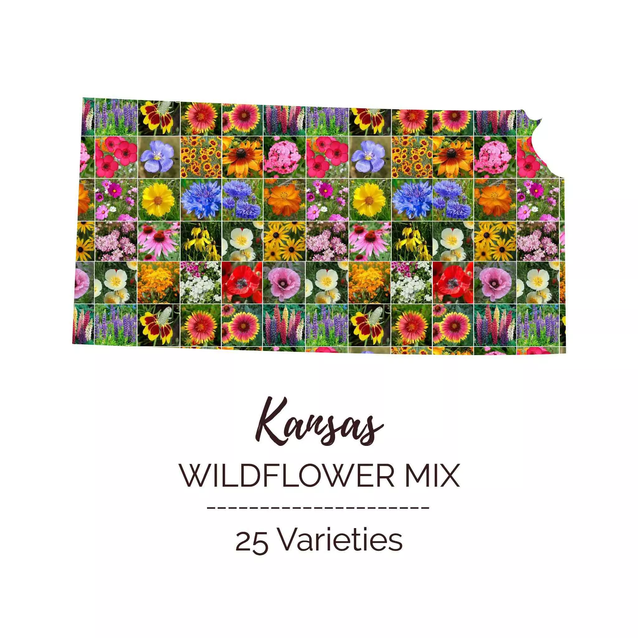 bulk-kansas-wildflower-seed-mix Bulk Kansas Wildflower Seed Mix