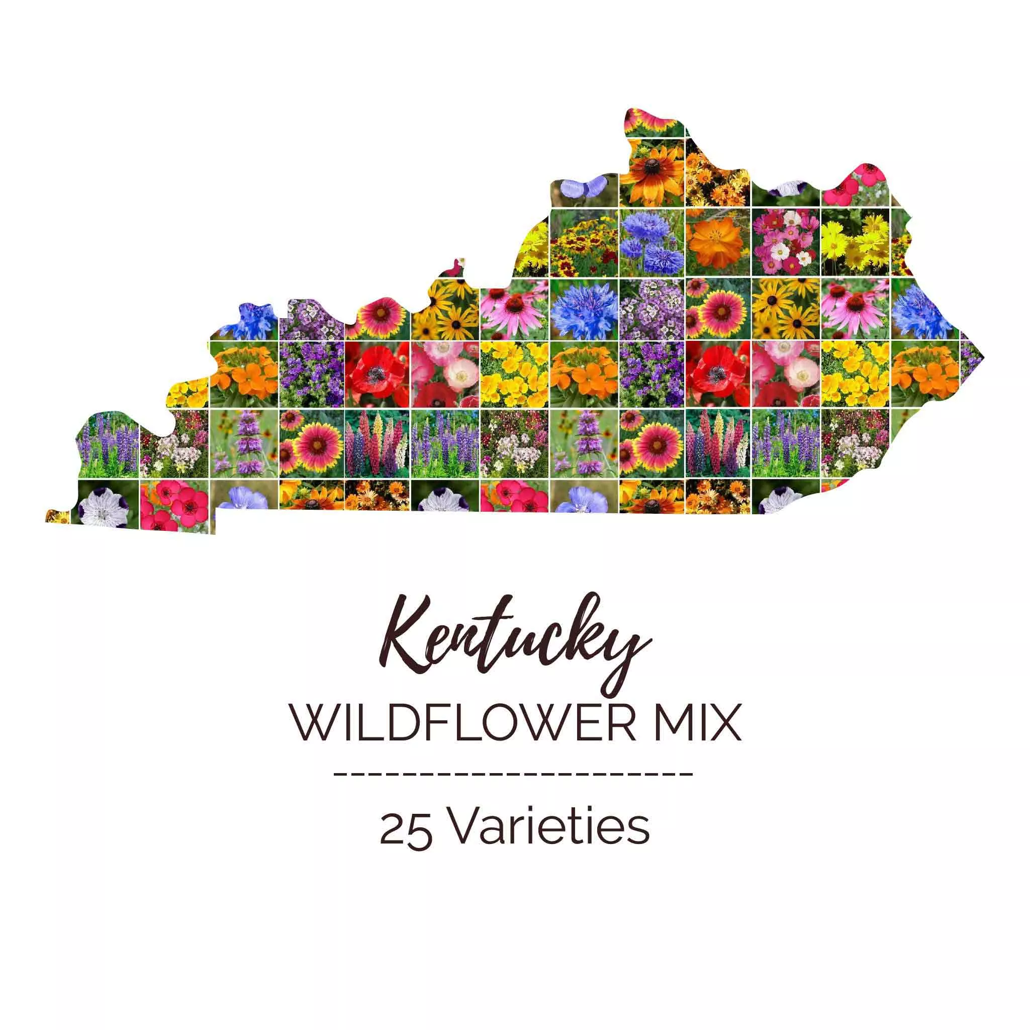 bulk-kentucky-wildflower-seed-mix Bulk Kentucky Wildflower Seed Mix