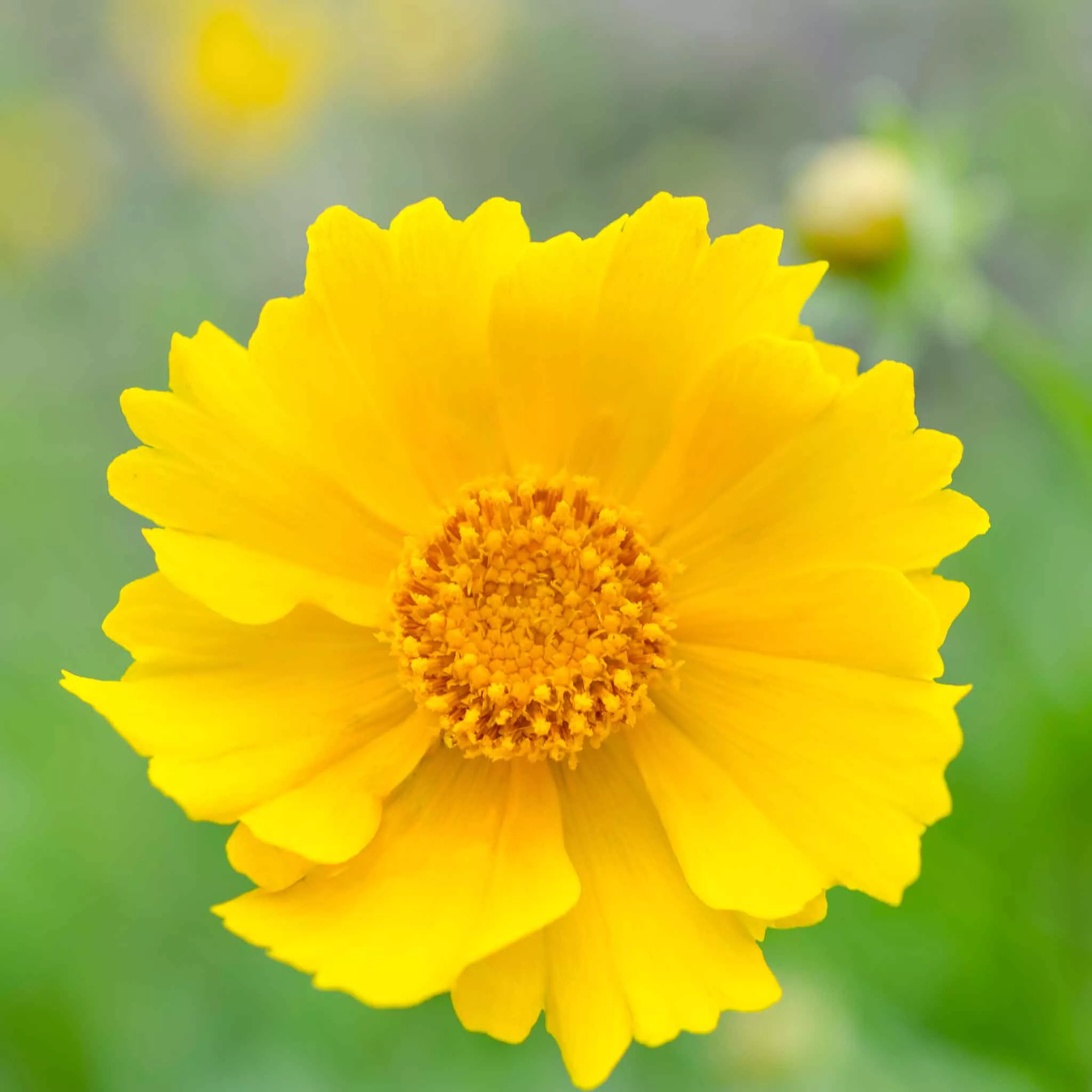 bulk-lance-leaf-coreopsis-seeds Bulk Lance-Leaf Coreopsis Seeds