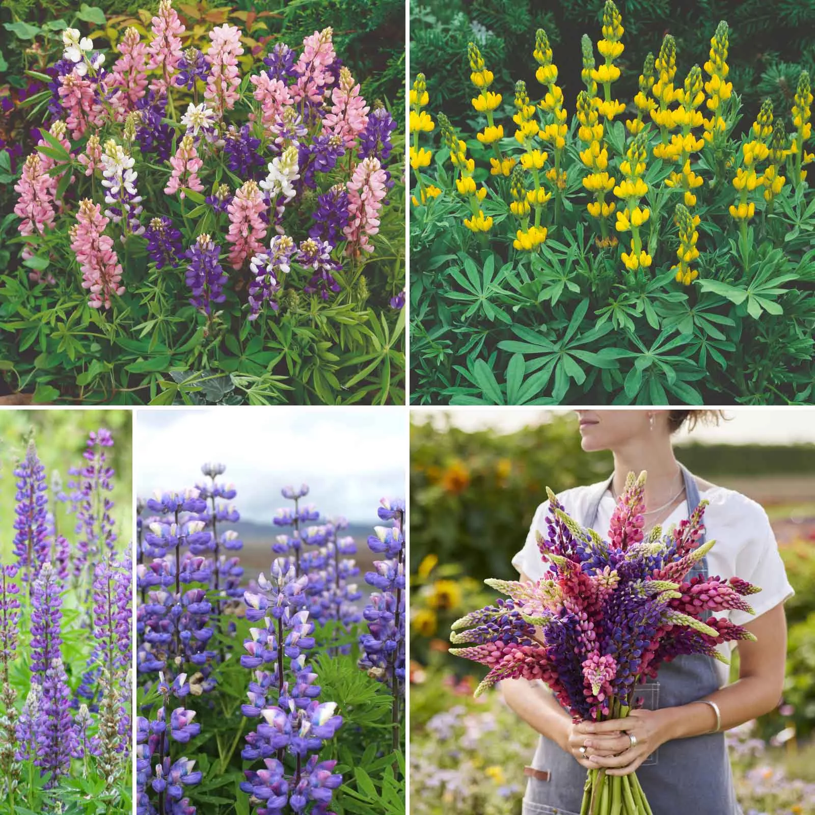 bulk-loopy-lupine-flower-seed-mix Bulk Loopy - Lupine Flower Seed Mix