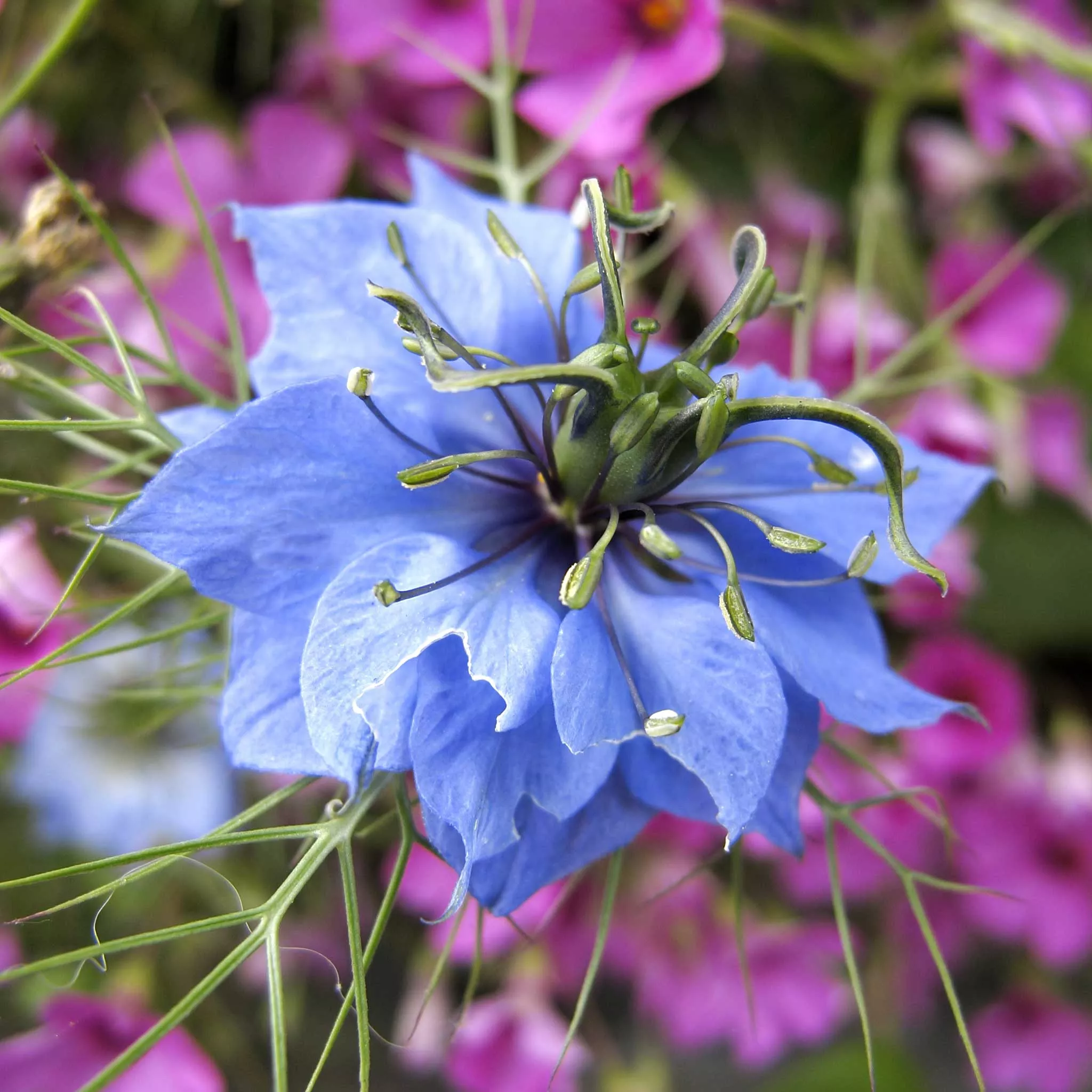 bulk-love-in-mist-seeds-blue Bulk Love in a Mist Seeds - Blue