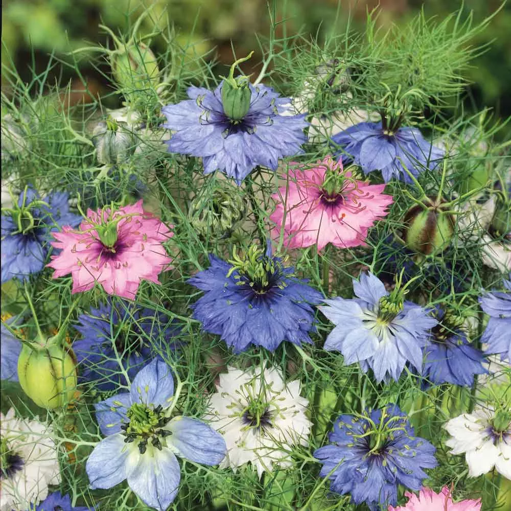 Bulk Love in a Mist Seeds - Mixed Colors