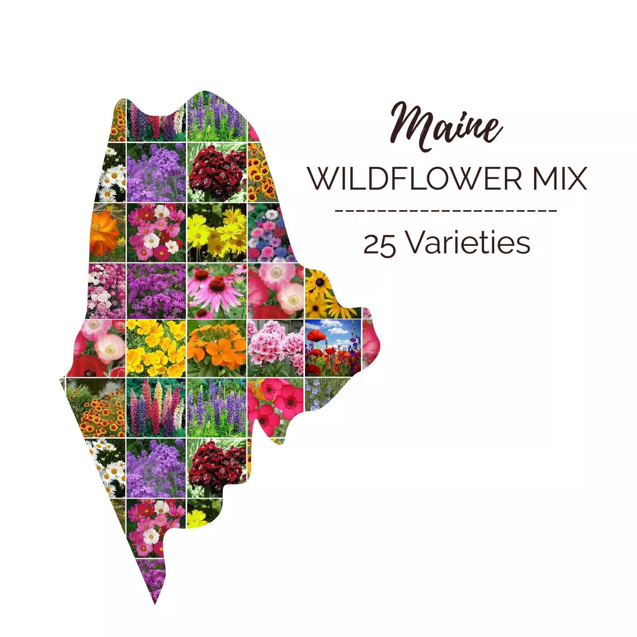 bulk-maine-wildflower-seed-mix Bulk Maine Wildflower Seed Mix