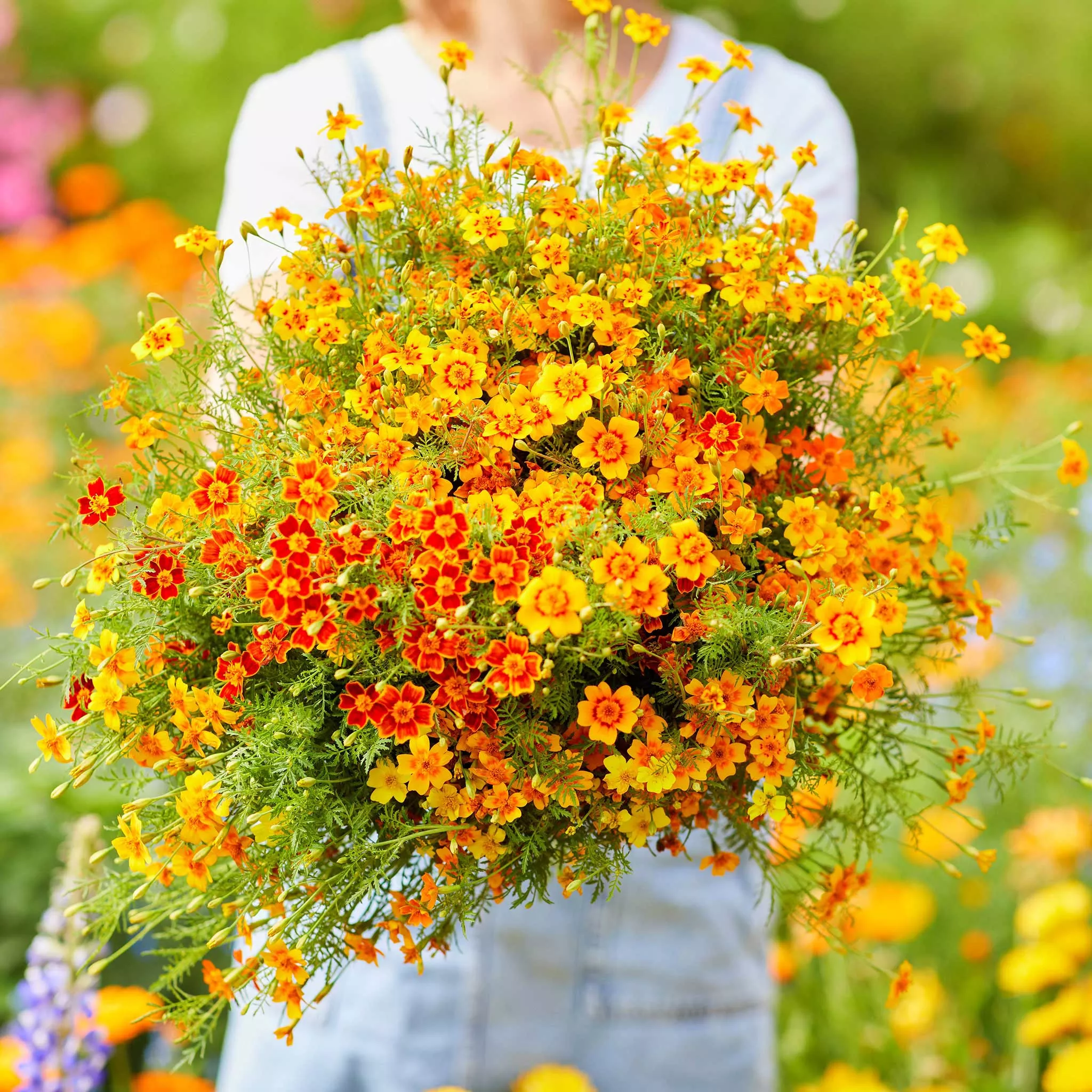 bulk-marigold-seeds-starfire-mix Bulk Marigold Seeds - Starfire Mix