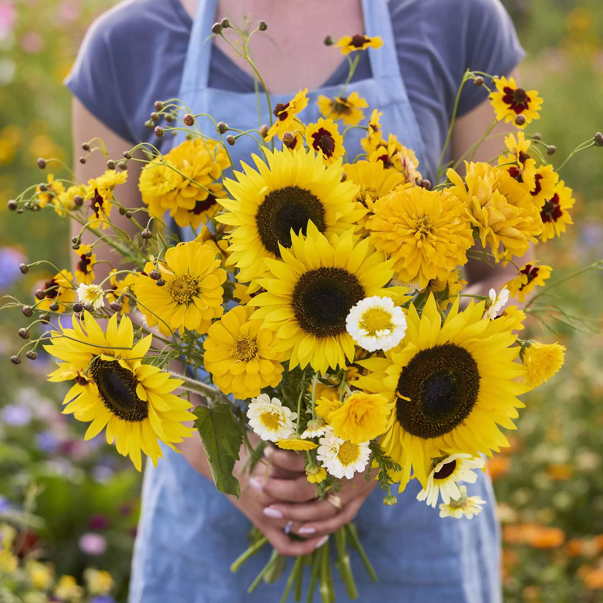 bulk-mellow-yellow-yellow-flower-seed-mix Bulk Mellow Yellow - Yellow Flower Seed Mix