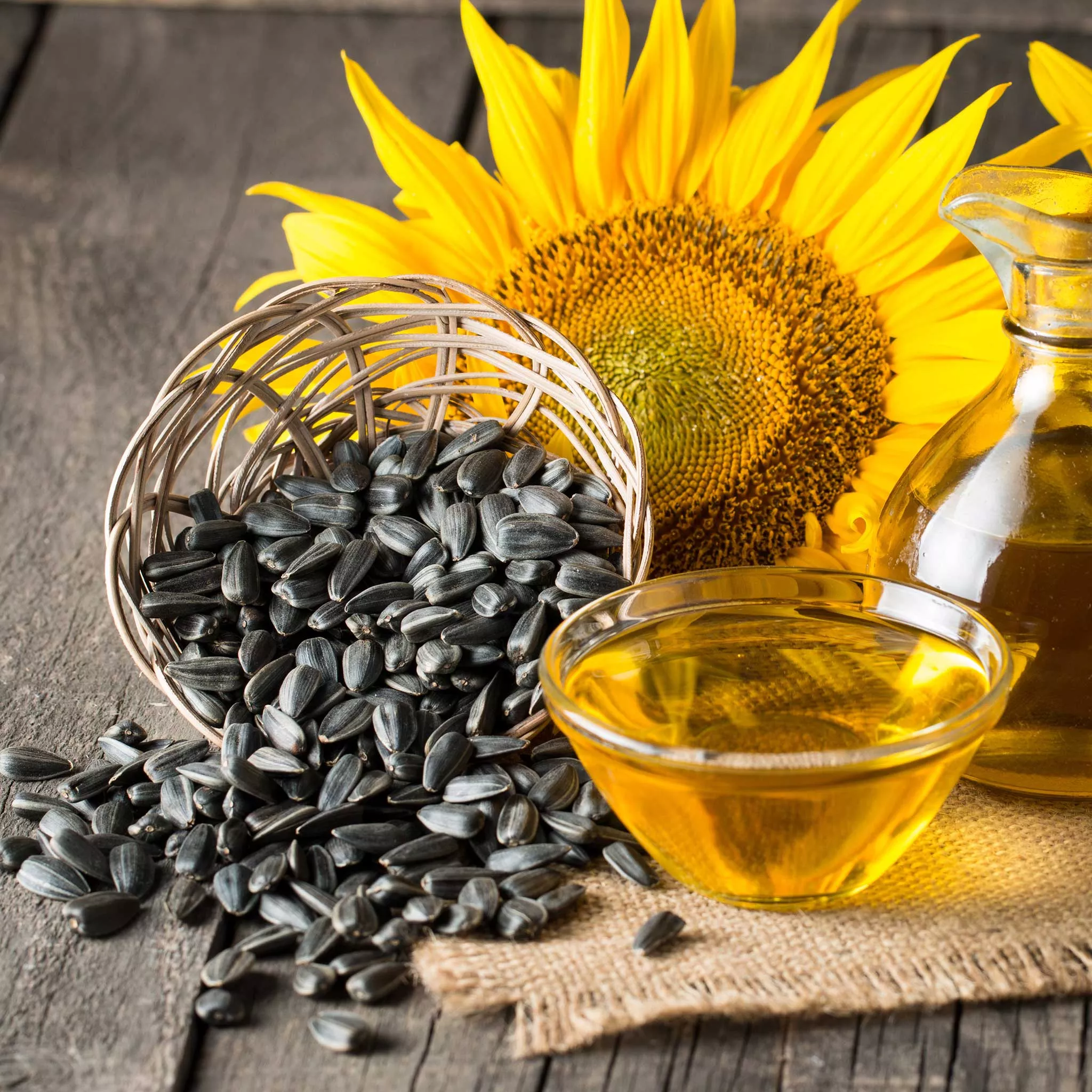 Bulk Microgreen Sunflower Seeds - Black Oil