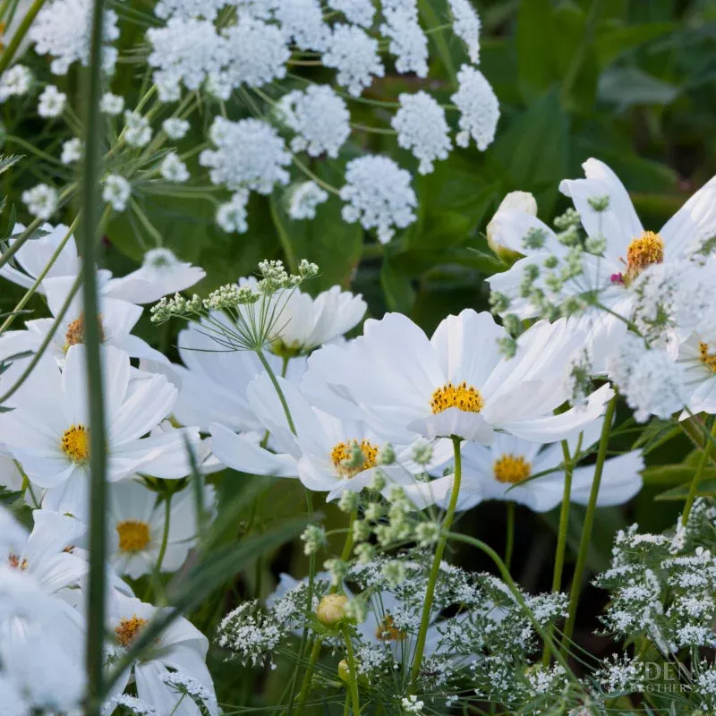 bulk-moon-garden-flower-seed-mix Bulk Moon Garden Flower Seed Mix