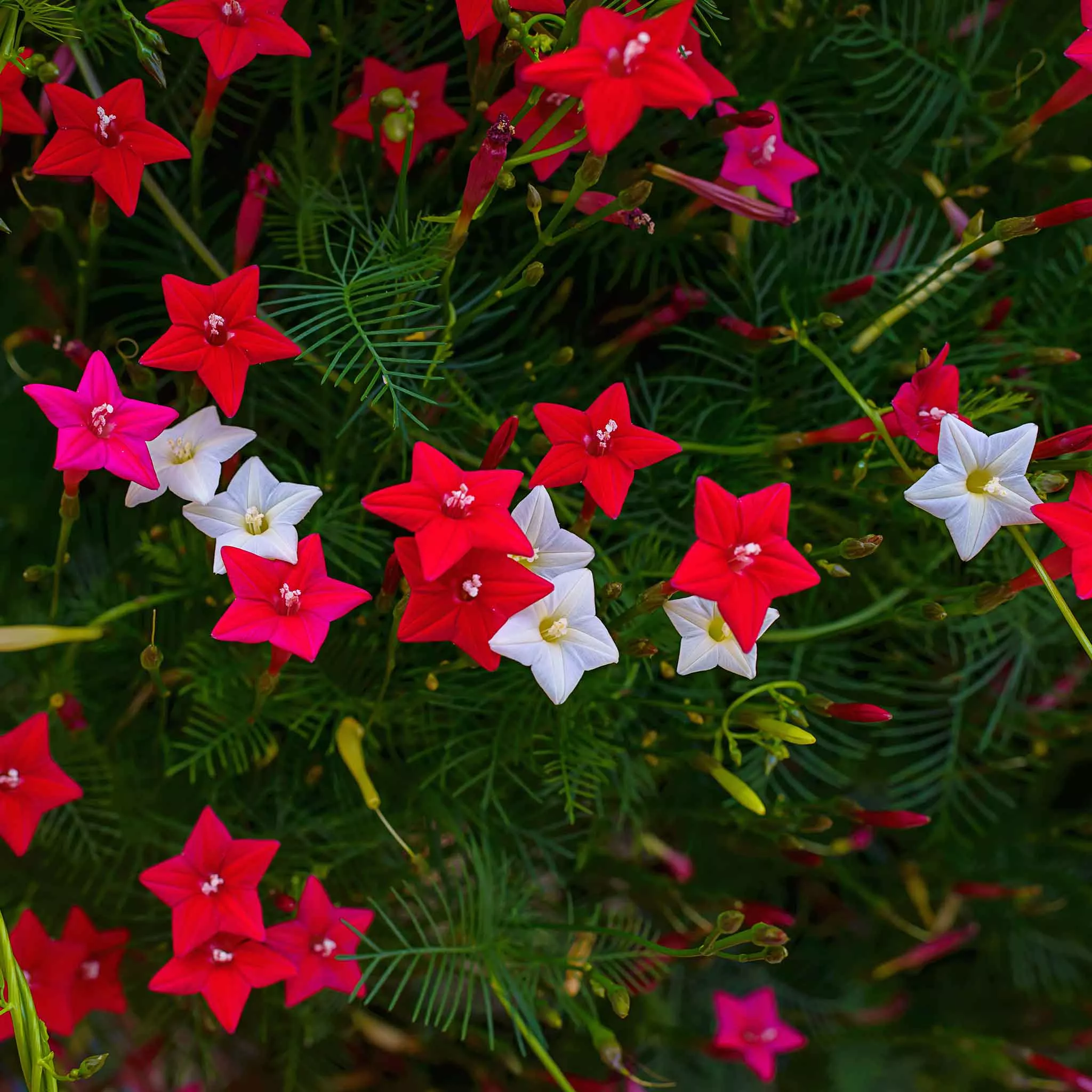 bulk-morning-glory-seeds-cypress-vine-mix Bulk Morning Glory Seeds - Cypress Vine Mix