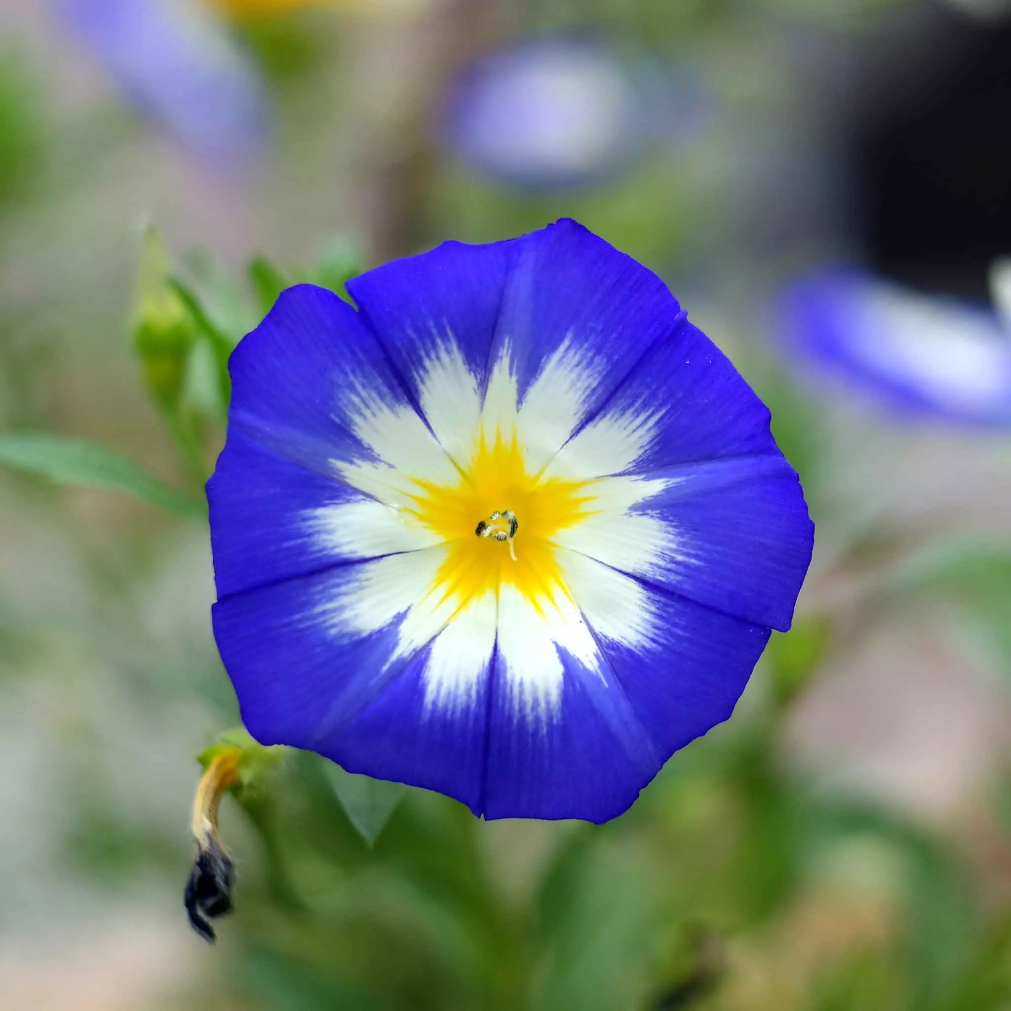 bulk-morning-glory-seeds-dwarf-mixed Bulk Morning Glory Seeds (Dwarf) - Mixed