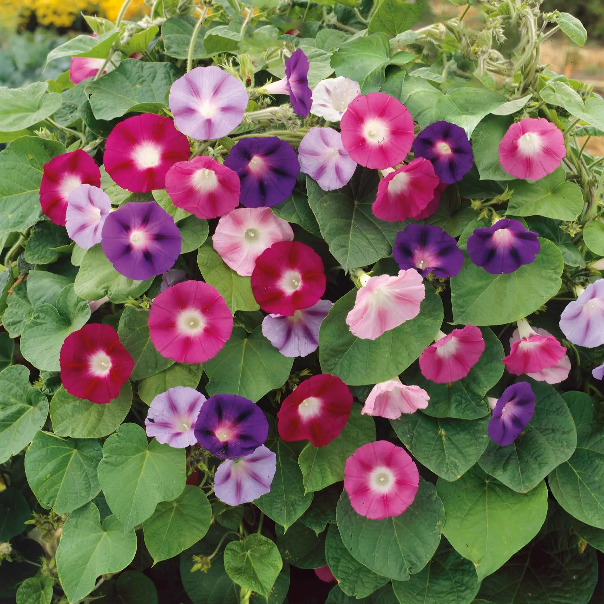 Bulk Morning Glory Seeds - Fieldgrown Mix