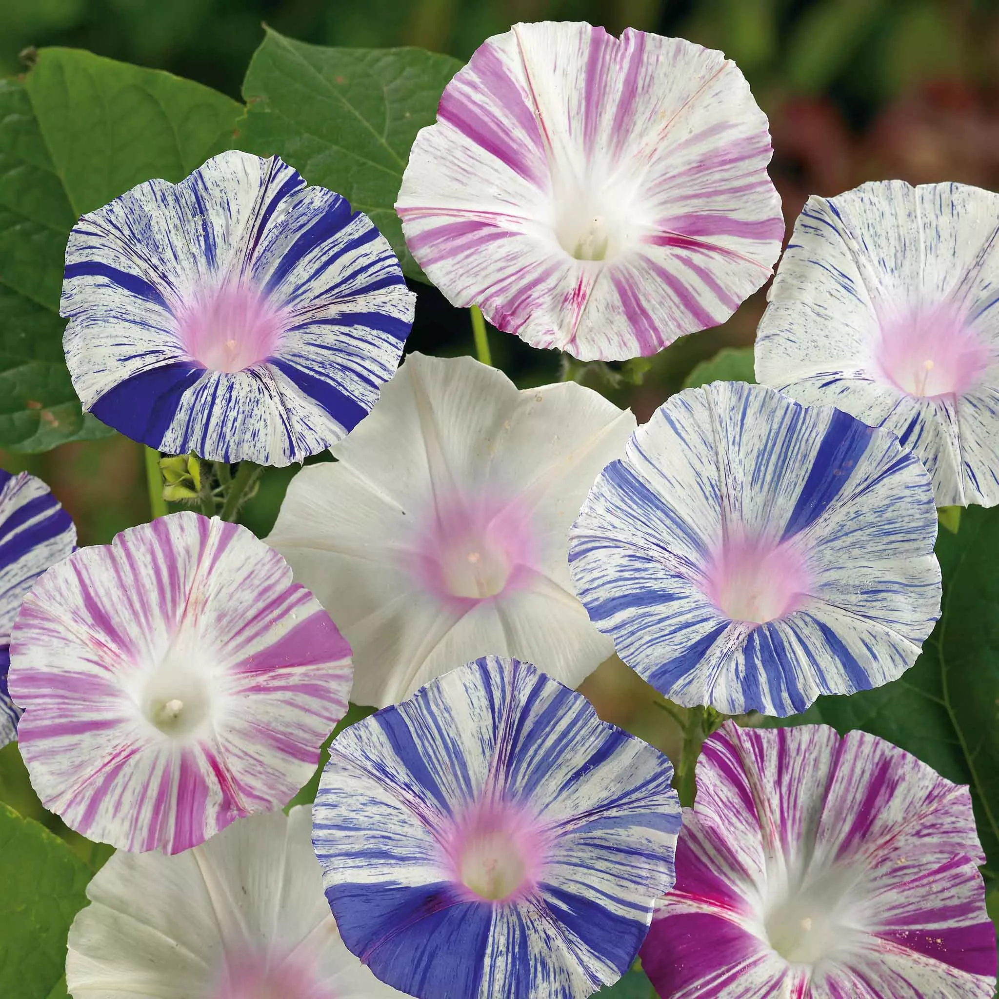 Bulk Morning Glory Seeds - Harlequin Mix