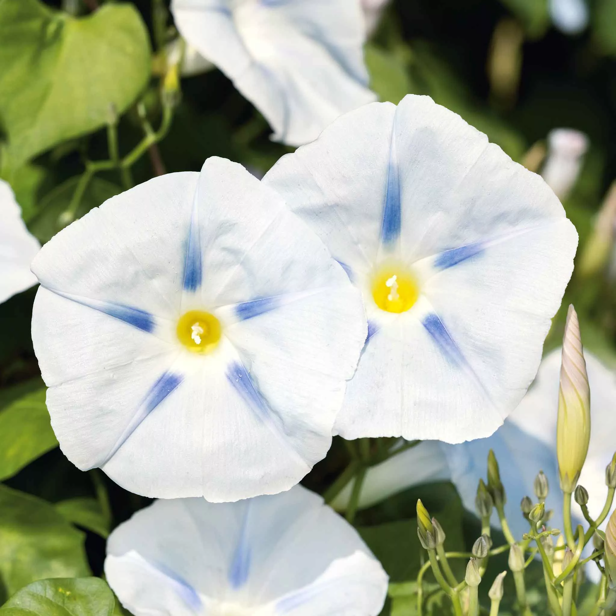 bulk-morning-glory-seeds-ismay Bulk Morning Glory Seeds - Ismay