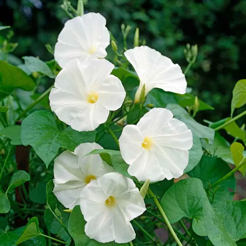 bulk-morning-glory-seeds-pearly-gates Bulk Morning Glory Seeds - Pearly Gates