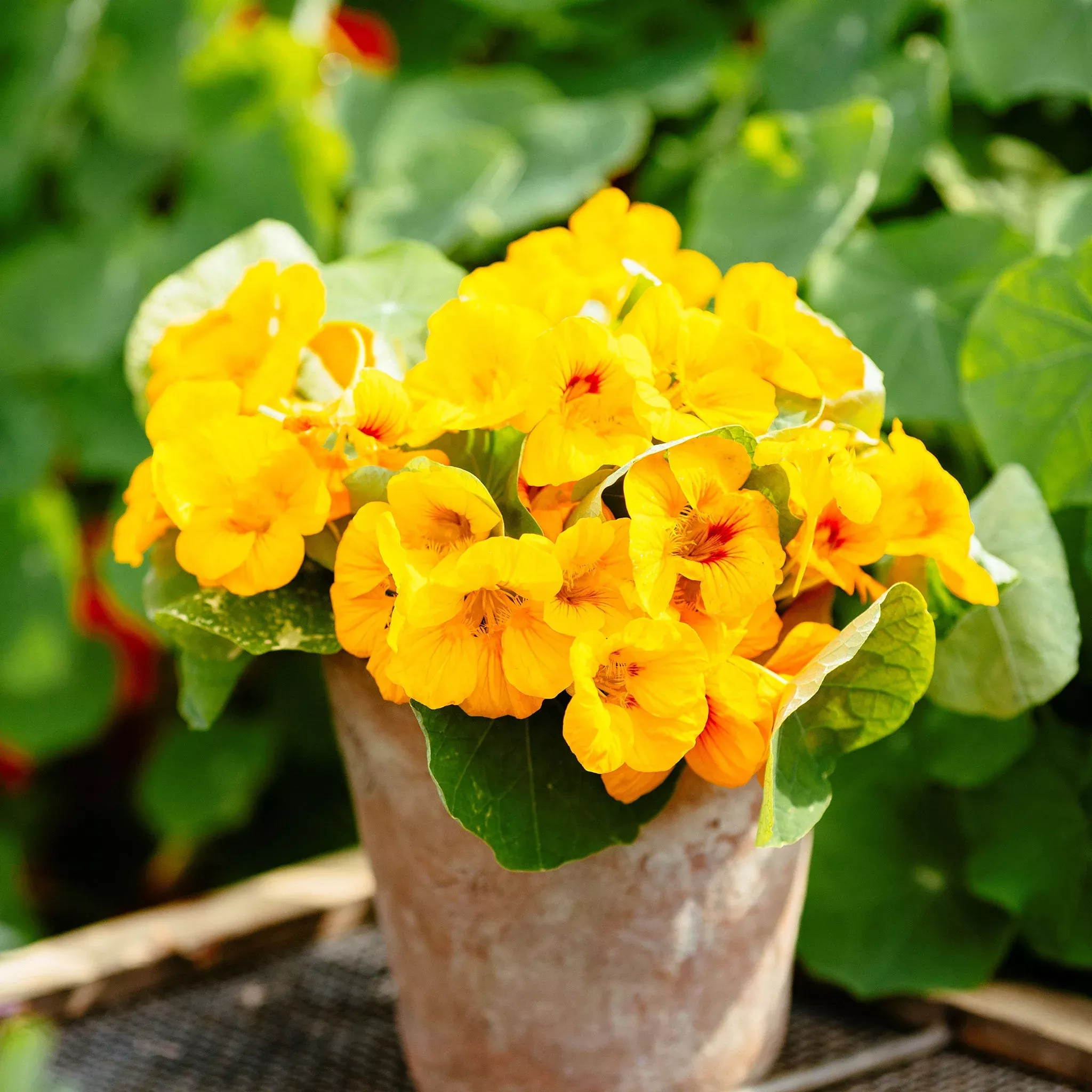 Bulk Nasturtium Seeds - Alaska Gold