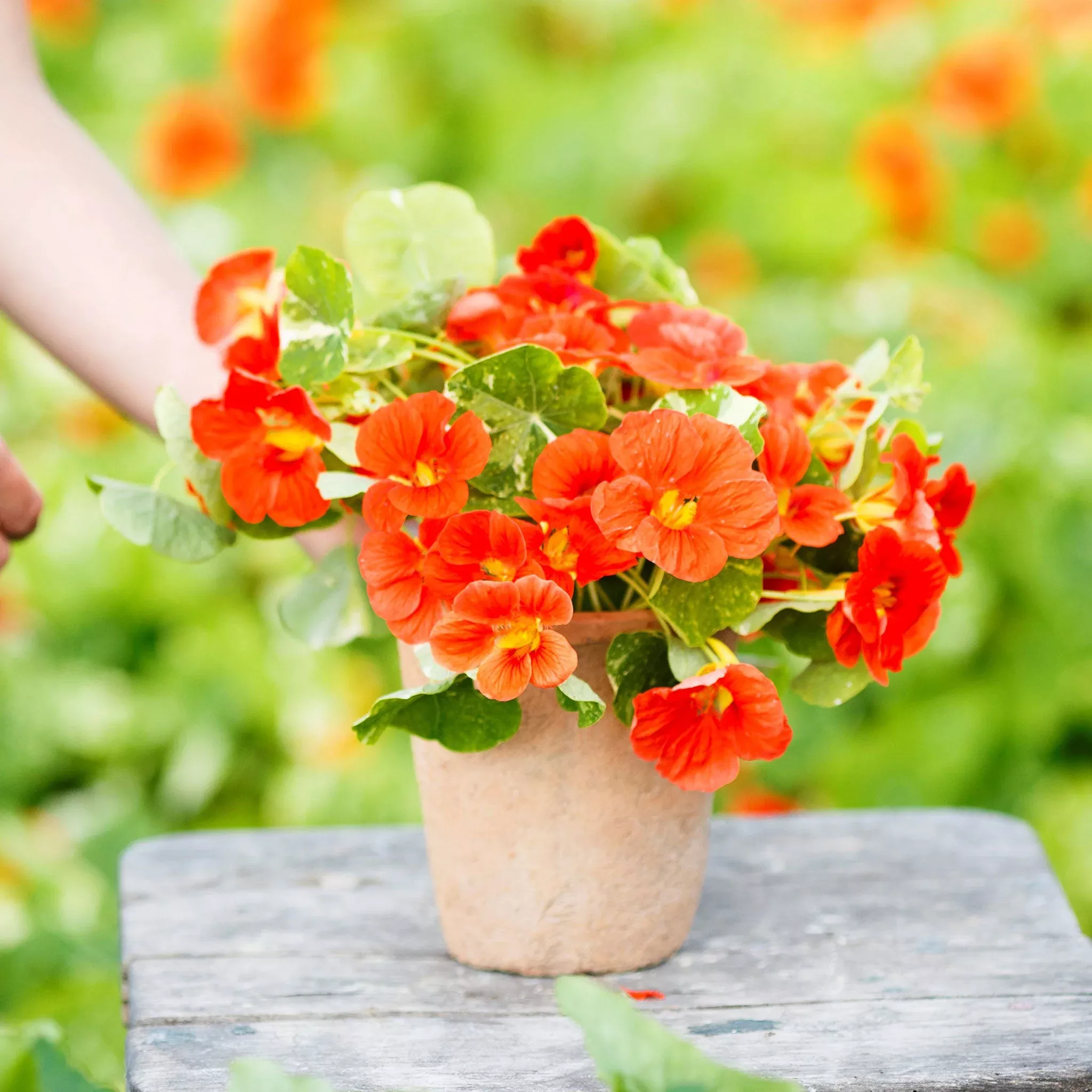 Bulk Nasturtium Seeds - Alaska Scarlet