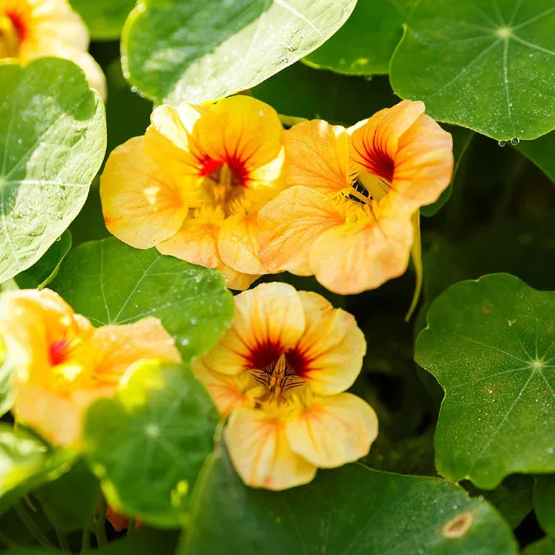 bulk-nasturtium-seeds-dwarf-apricot Bulk Nasturtium Seeds (Dwarf) - Apricot