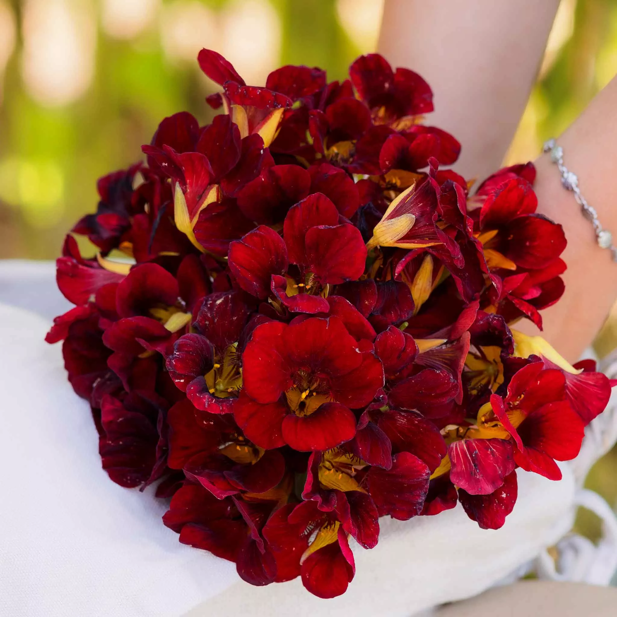 bulk-nasturtium-seeds-dwarf-black-velvet Bulk Nasturtium Seeds (Dwarf) - Black Velvet