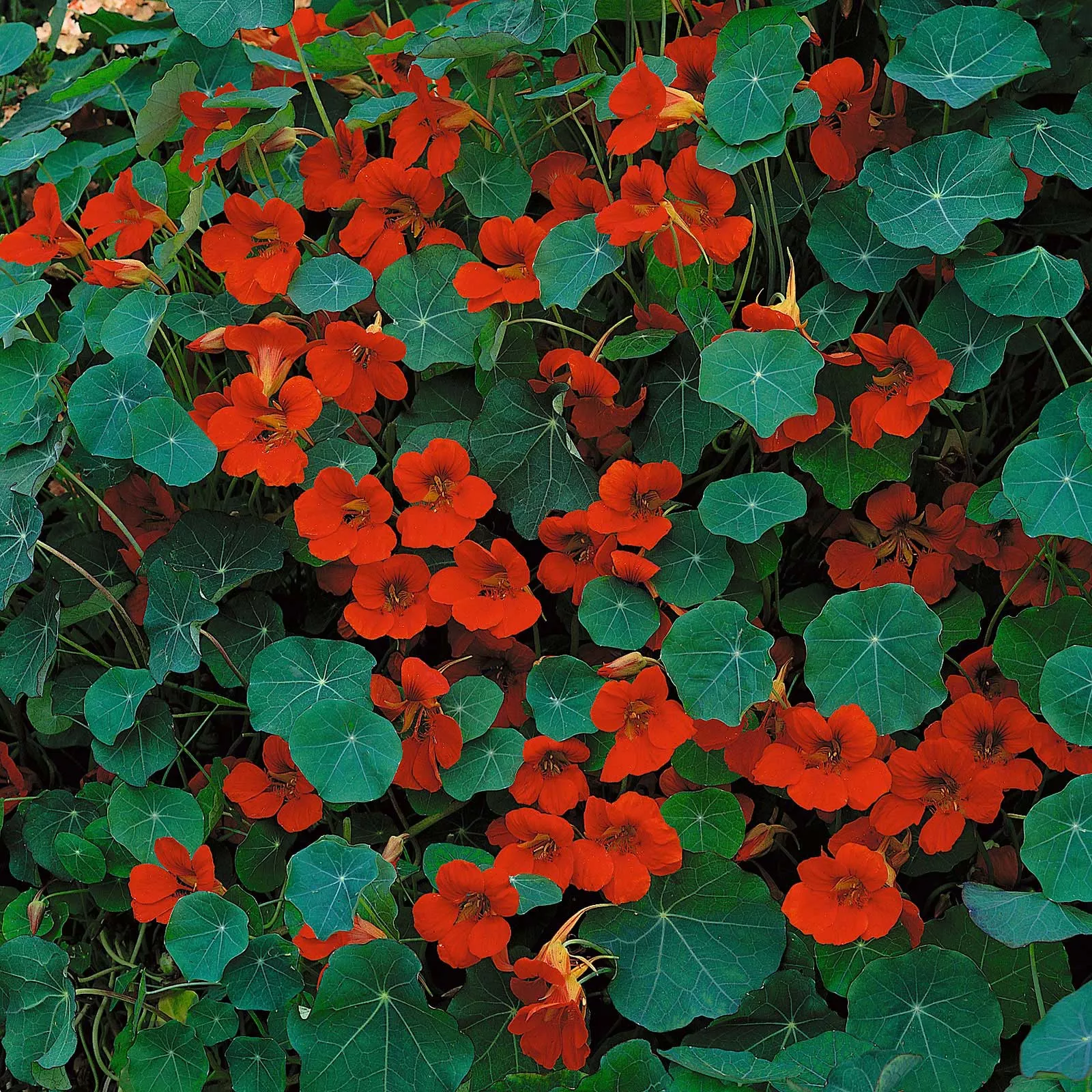 bulk-nasturtium-seeds-dwarf-empress-india Bulk Nasturtium Seeds (Dwarf) - Empress of India