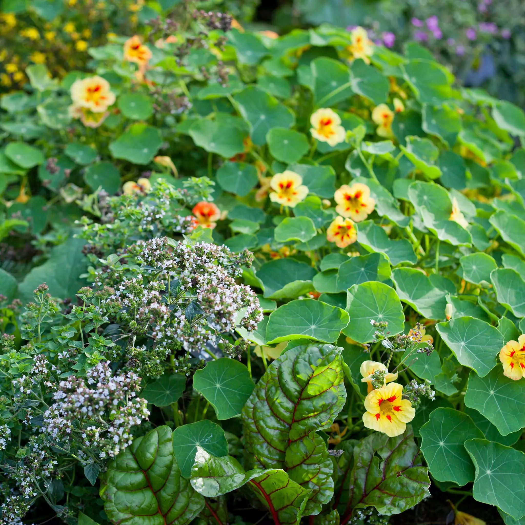 Bulk Nasturtium Seeds (Dwarf) - Peach Melba