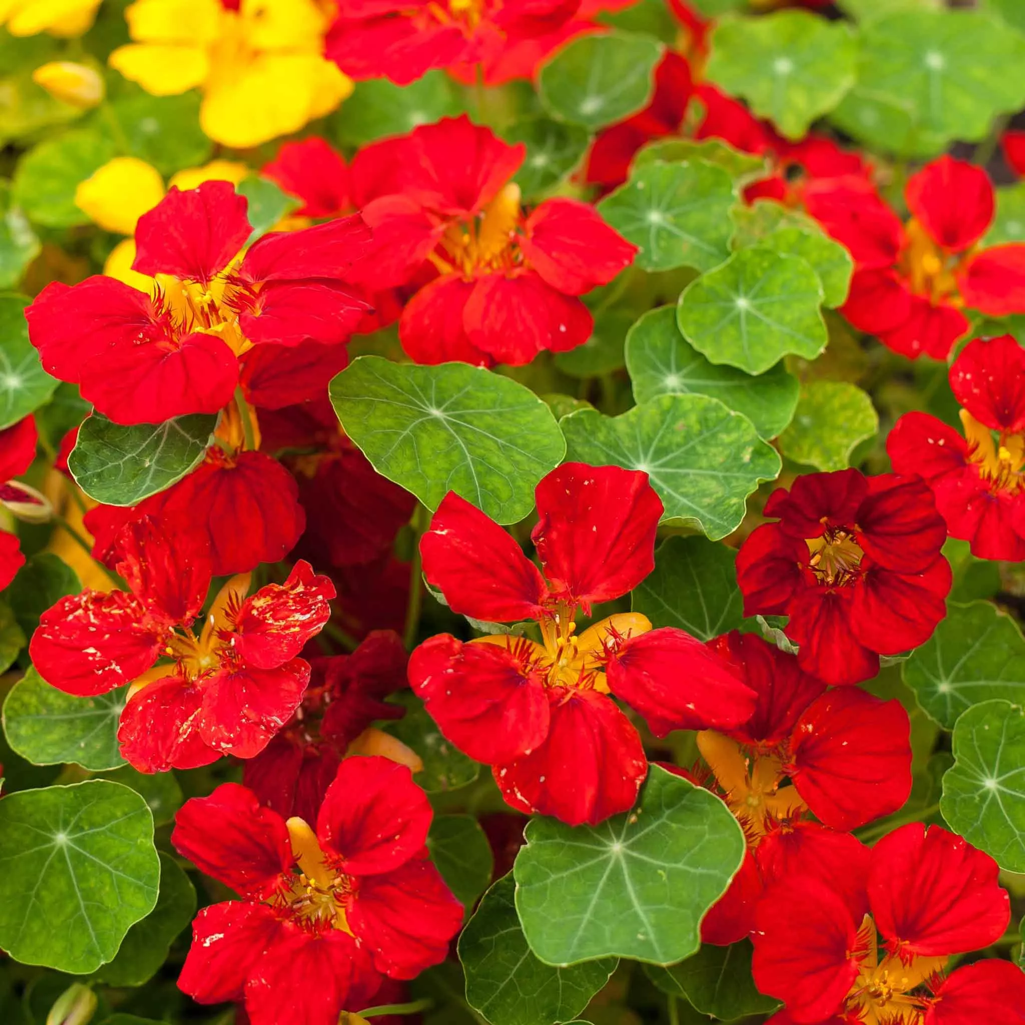 bulk-nasturtium-seeds-globe-fire Bulk Nasturtium Seeds - Globe of Fire
