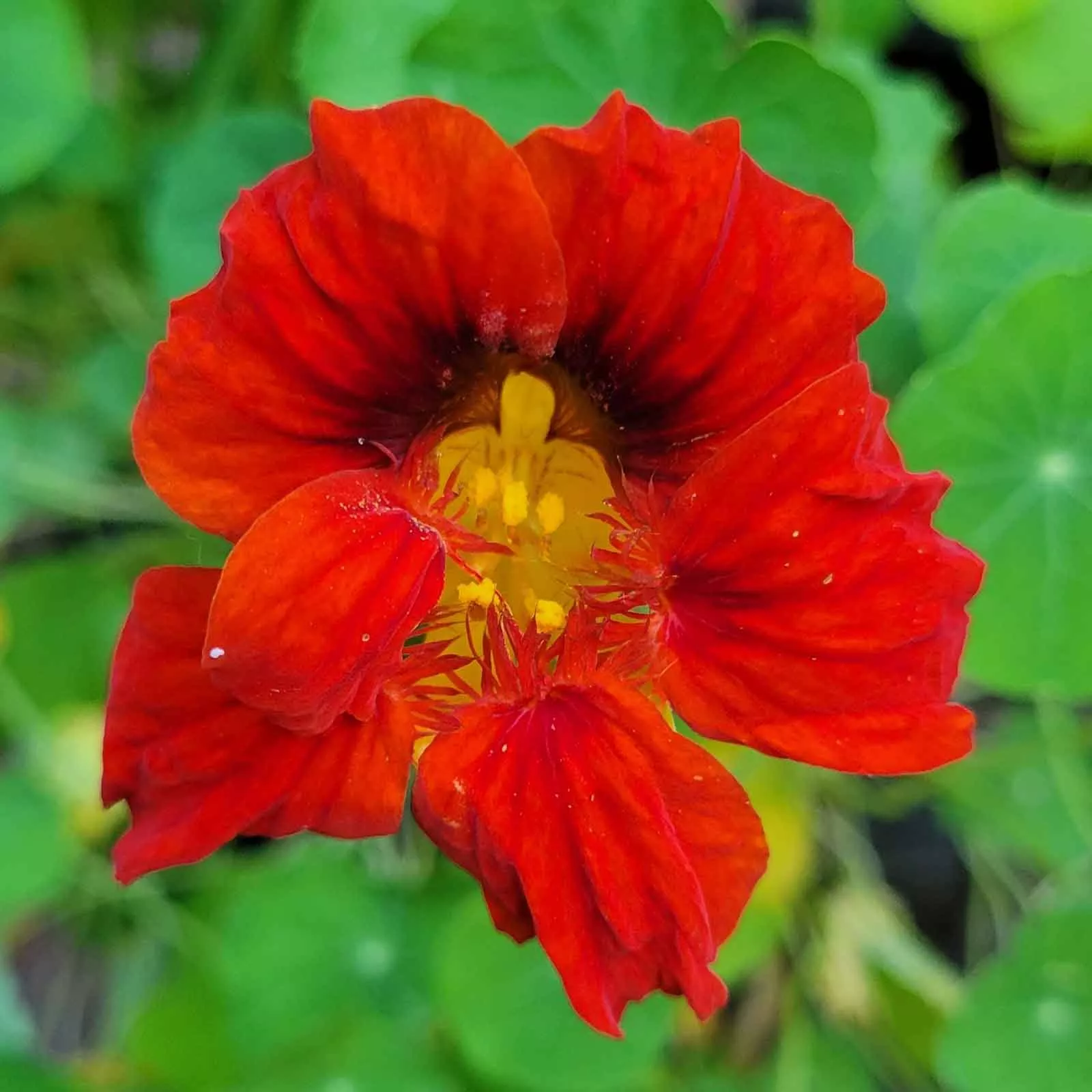 bulk-nasturtium-seeds-mahogany-gleam Bulk Nasturtium Seeds - Mahogany Gleam