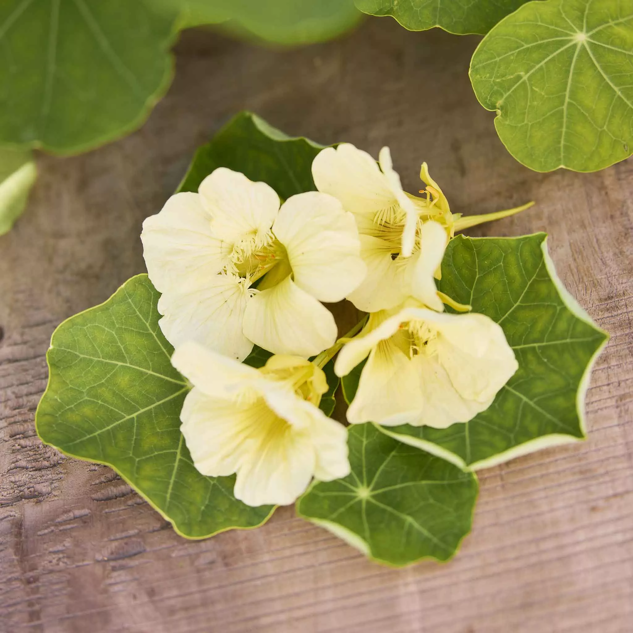 bulk-nasturtium-seeds-moonlight Bulk Nasturtium Seeds - Moonlight