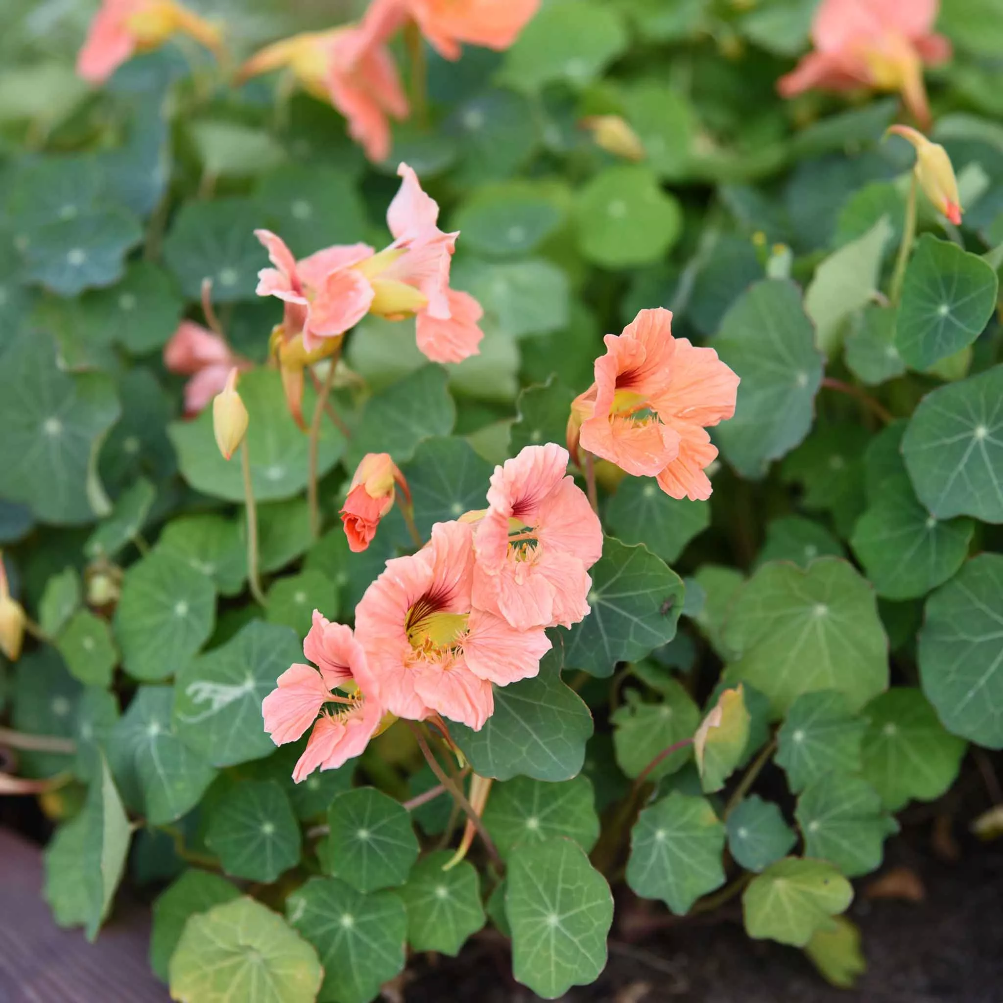 bulk-nasturtium-seeds-salmon-baby Bulk Nasturtium Seeds - Salmon Baby