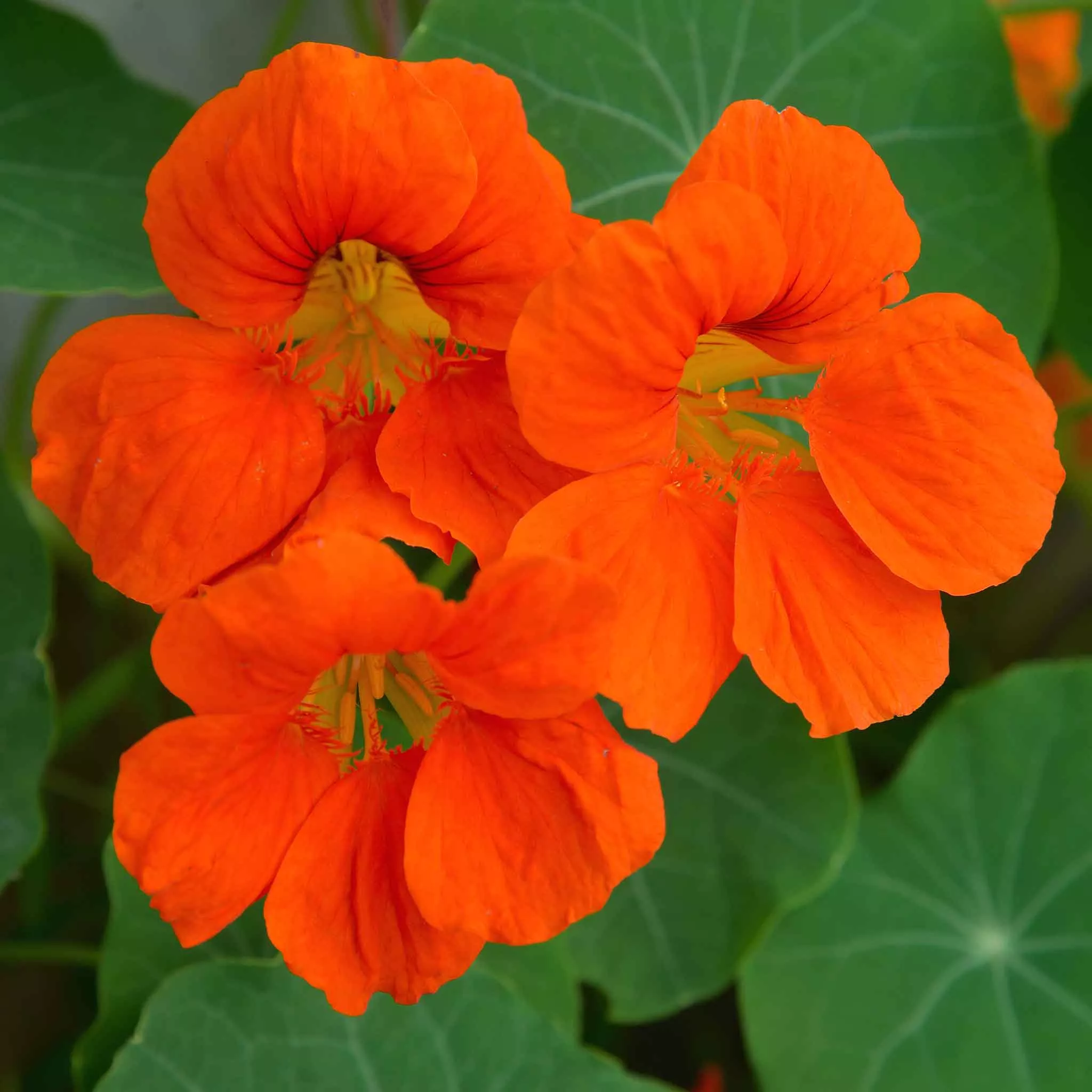 bulk-nasturtium-seeds-spitfire Bulk Nasturtium Seeds - Spitfire