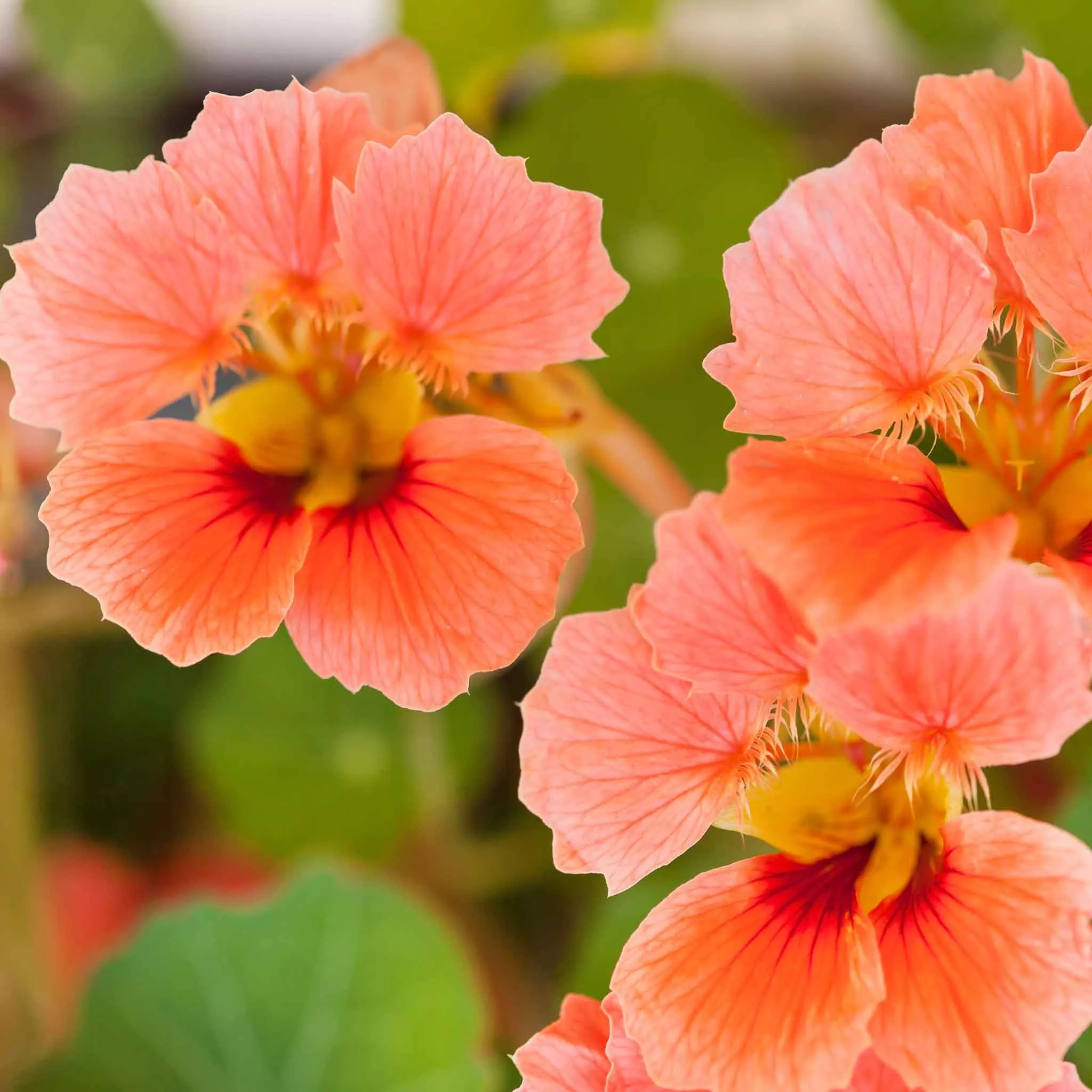 bulk-nasturtium-seeds-vesuvius Bulk Nasturtium Seeds - Vesuvius