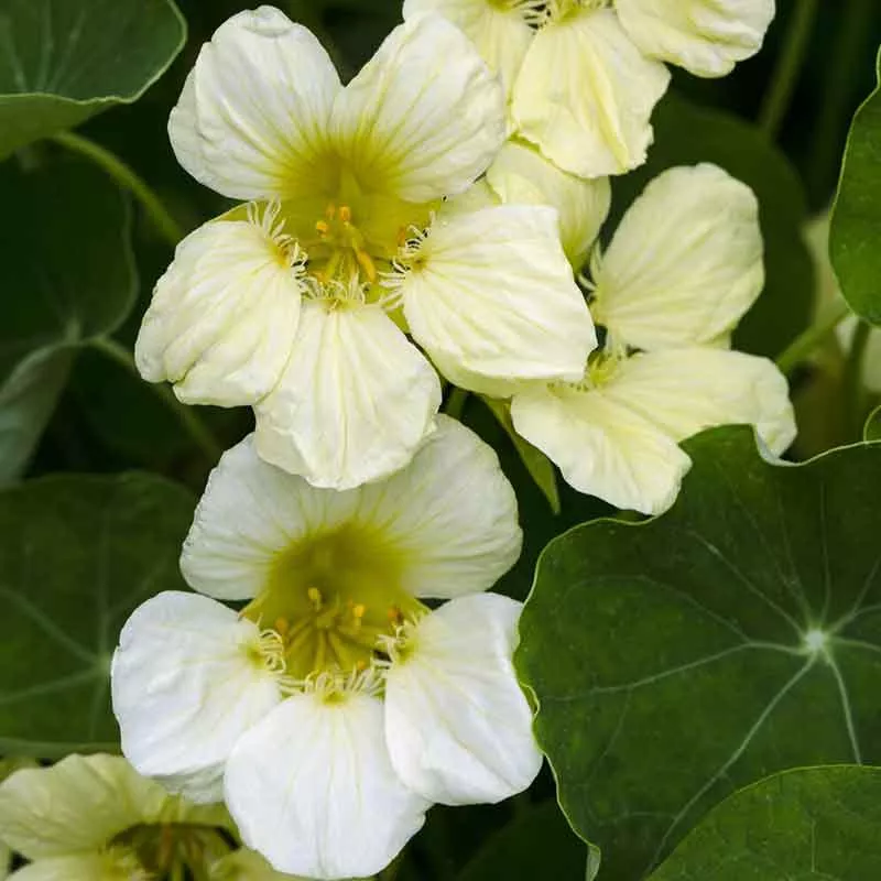 bulk-nasturtium-seeds-yeti Bulk Nasturtium Seeds - Yeti