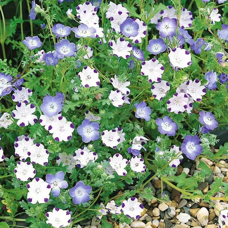 bulk-nemophila-seeds-mixed Bulk Nemophila Seeds - Mixed
