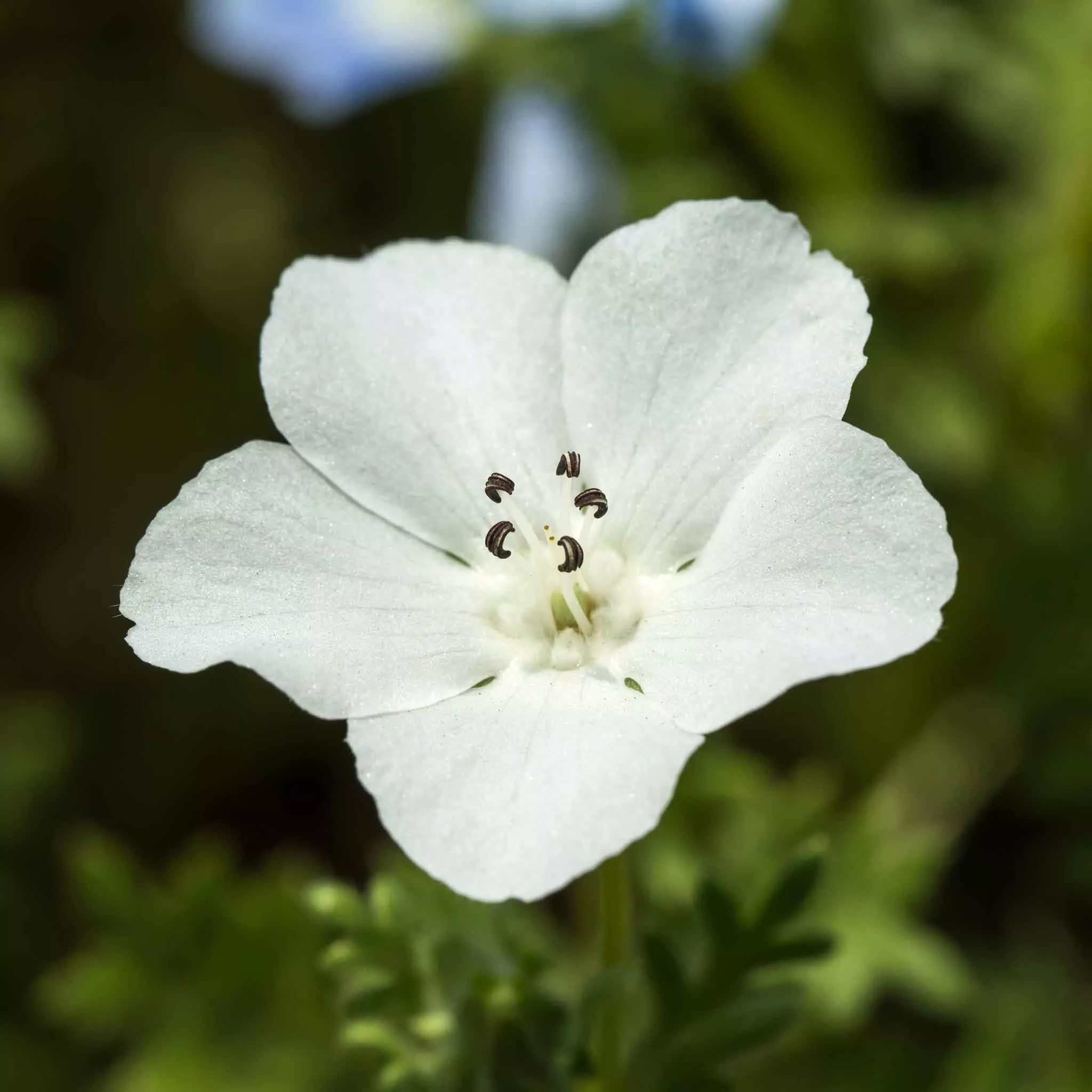 Bulk Nemophila Seeds - Snow White