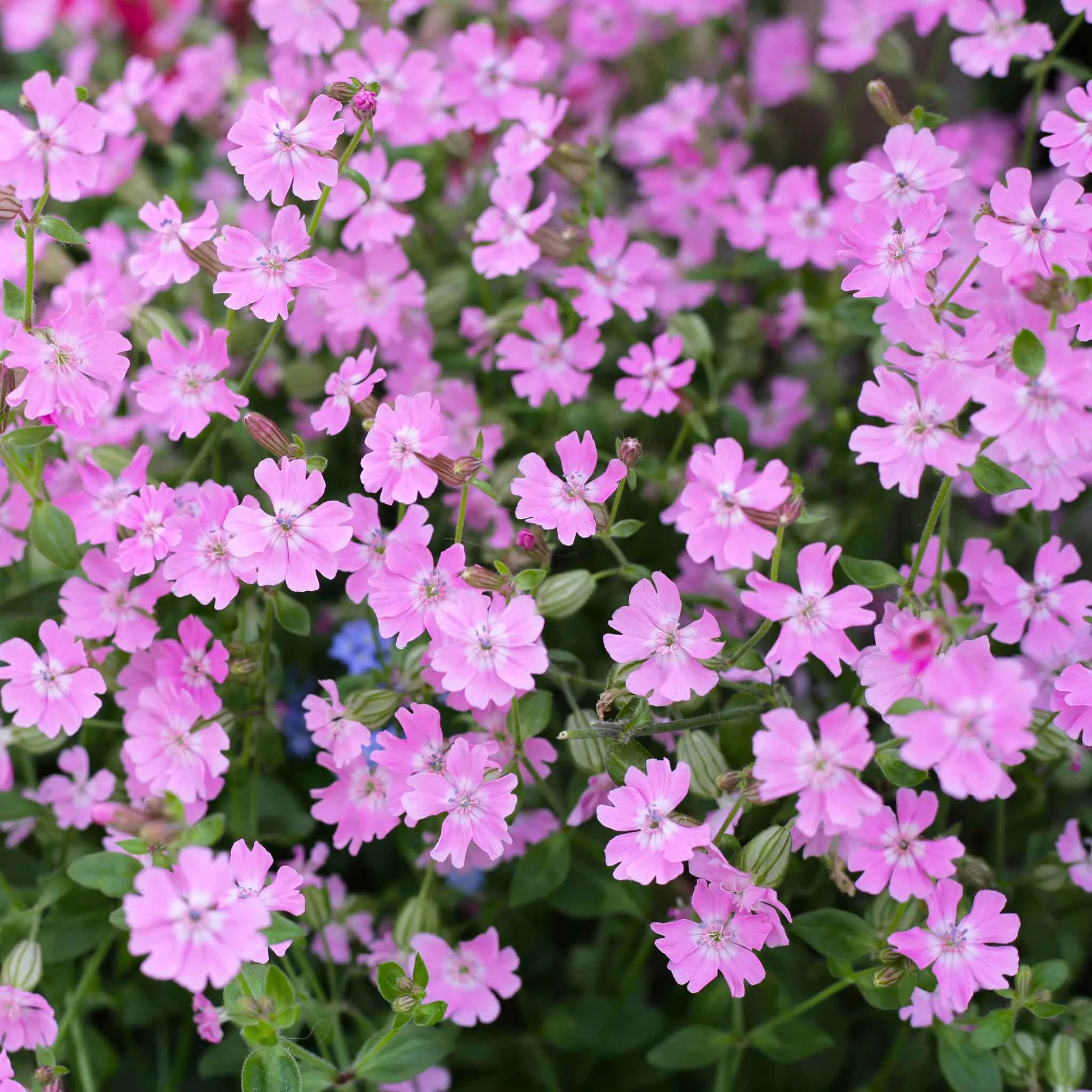 bulk-nodding-catchfly-seeds Bulk Nodding Catchfly Seeds
