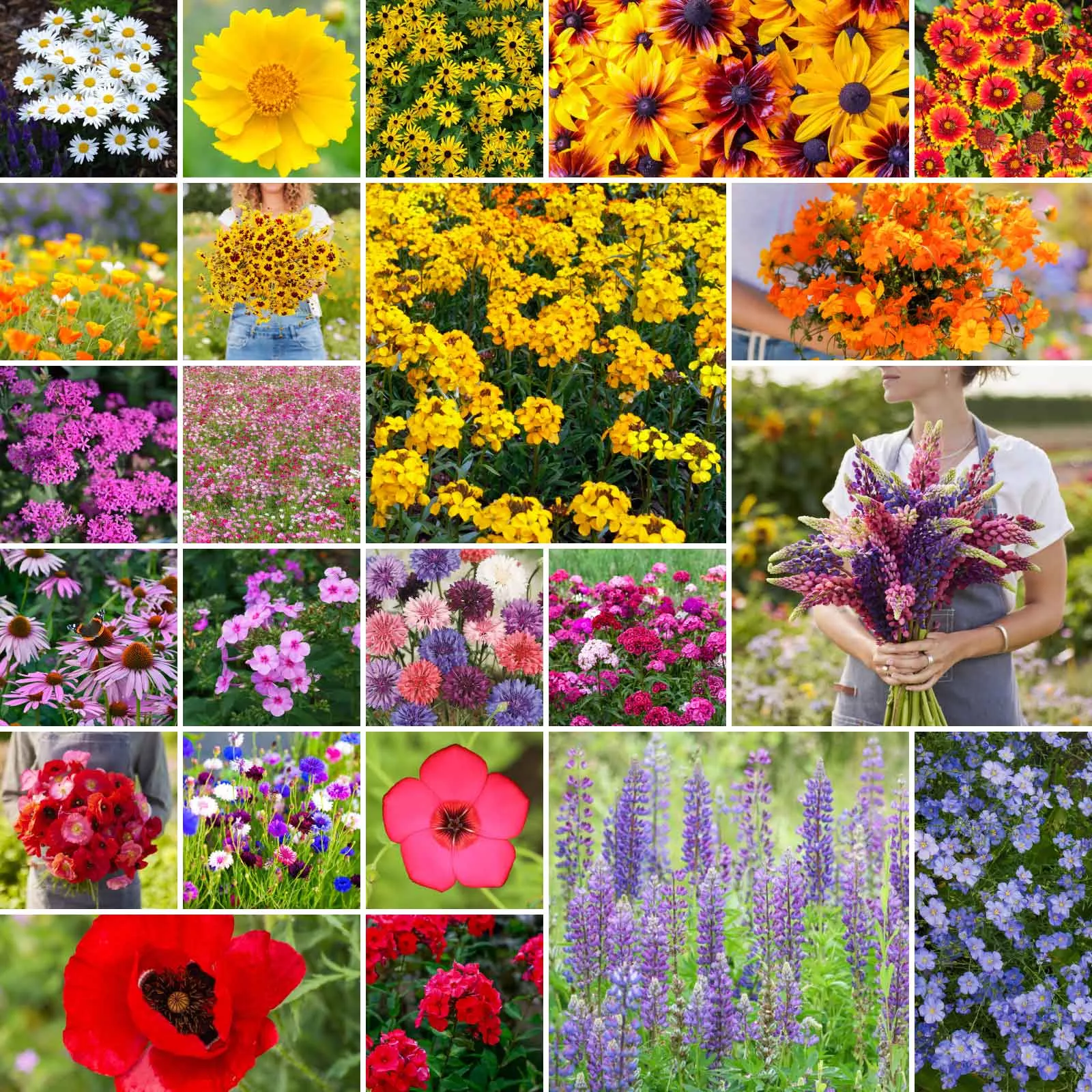 bulk-northeast-wildflower-seed-mix Bulk Northeast Wildflower Seed Mix