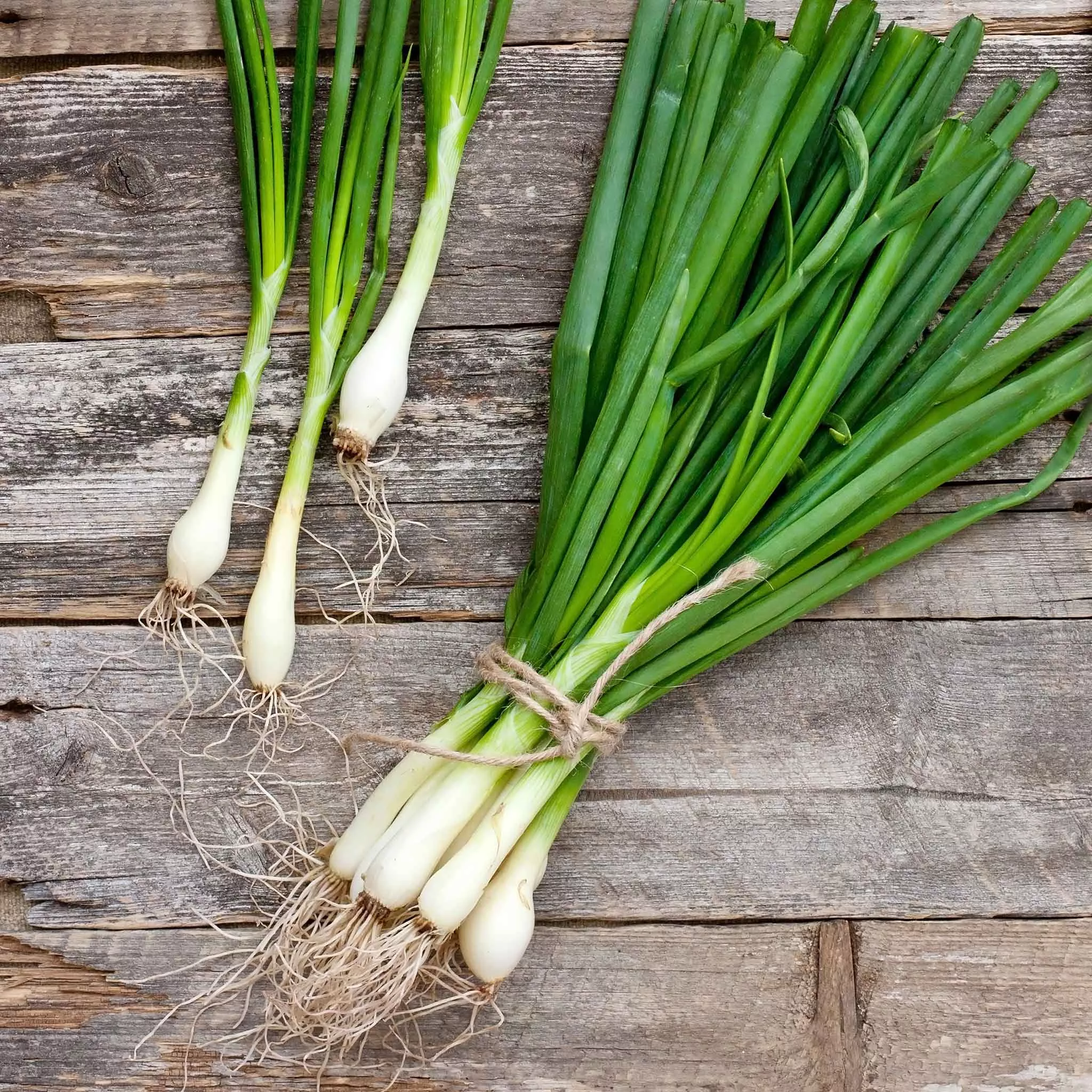 Bulk Onion Seeds (Bunching) - Evergreen White Nebuka