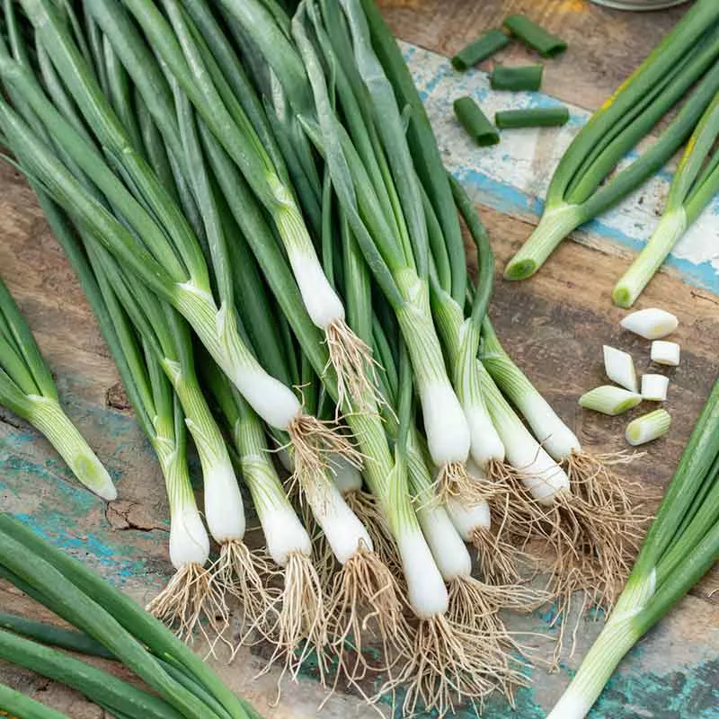 Bulk Onion Seeds (Bunching) - White Lisbon