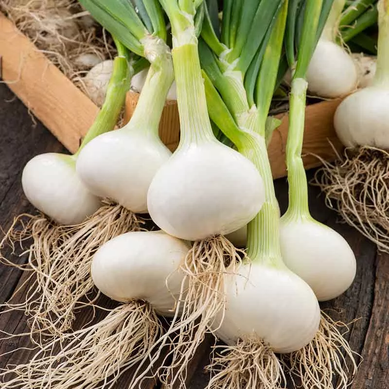 Bulk Onion Seeds (Long Day) - Southport White Globe
