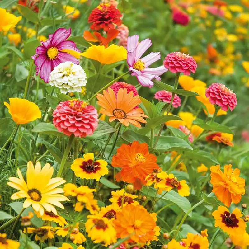 Bulk Orange Sherbet Flower Seed Mix