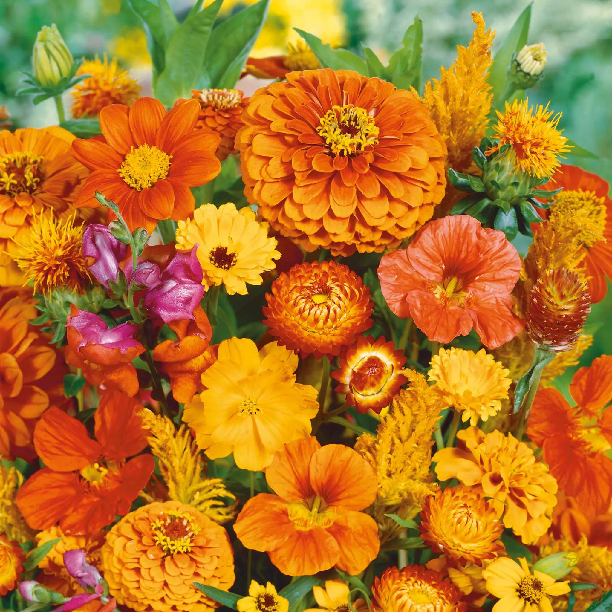 bulk-orange-you-glad-orange-flower-seed-mix Bulk Orange You Glad - Orange Flower Seed Mix