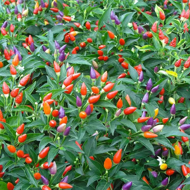 Bulk Ornamental Pepper Seeds - Mix